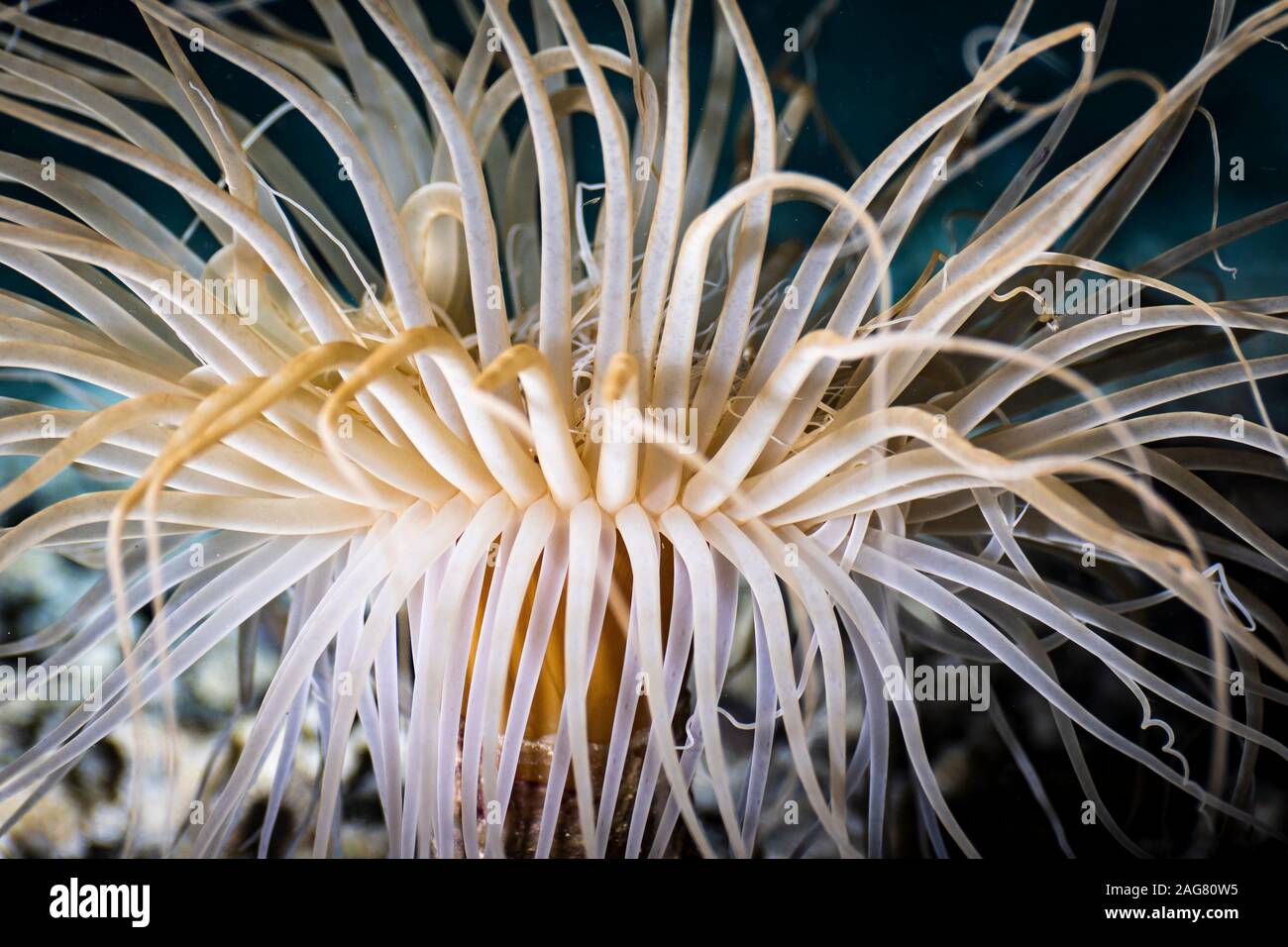 white burrowing tube anemone macro detail Raja Ampat Indonesia Stock Photo