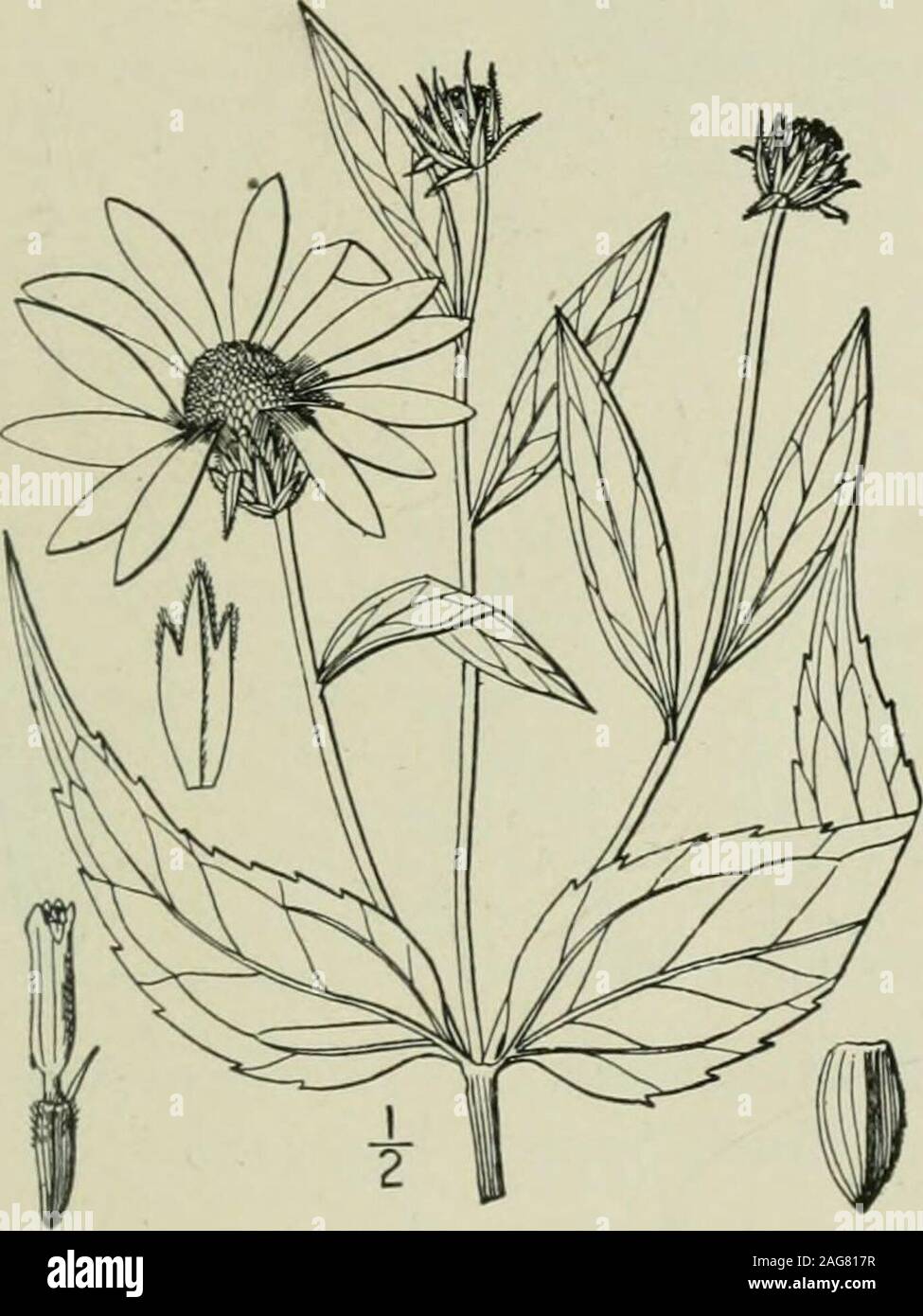 . An illustrated flora of the northern United States, Canada and the British possessions : from Newfoundland to the parallel of the southern boundary of Virginia and from the Atlantic Ocean westward to the 102nd meridian. 22. Helianthus strumosus L. Pale-leavedWood Sunflower. Fig. 4482. Helianthus strumosus L. Sp. PI. 905. 1753. H. mollis Willd. Sp. PI. 3: 2240. 1804. Not Lam. 1789. H, macrophyllus Willd. Hort. Berol. pi. /O. 1806. Perennial by branched, sometimes tuberous-thick-ened rootstocks; stem glabrous below, sometimesglaucous, 3°-?° high, branched above, the branchesusually pubescent. Stock Photo