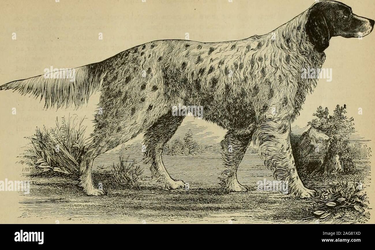Black Tan Setter High Resolution Stock Photography And Images Alamy