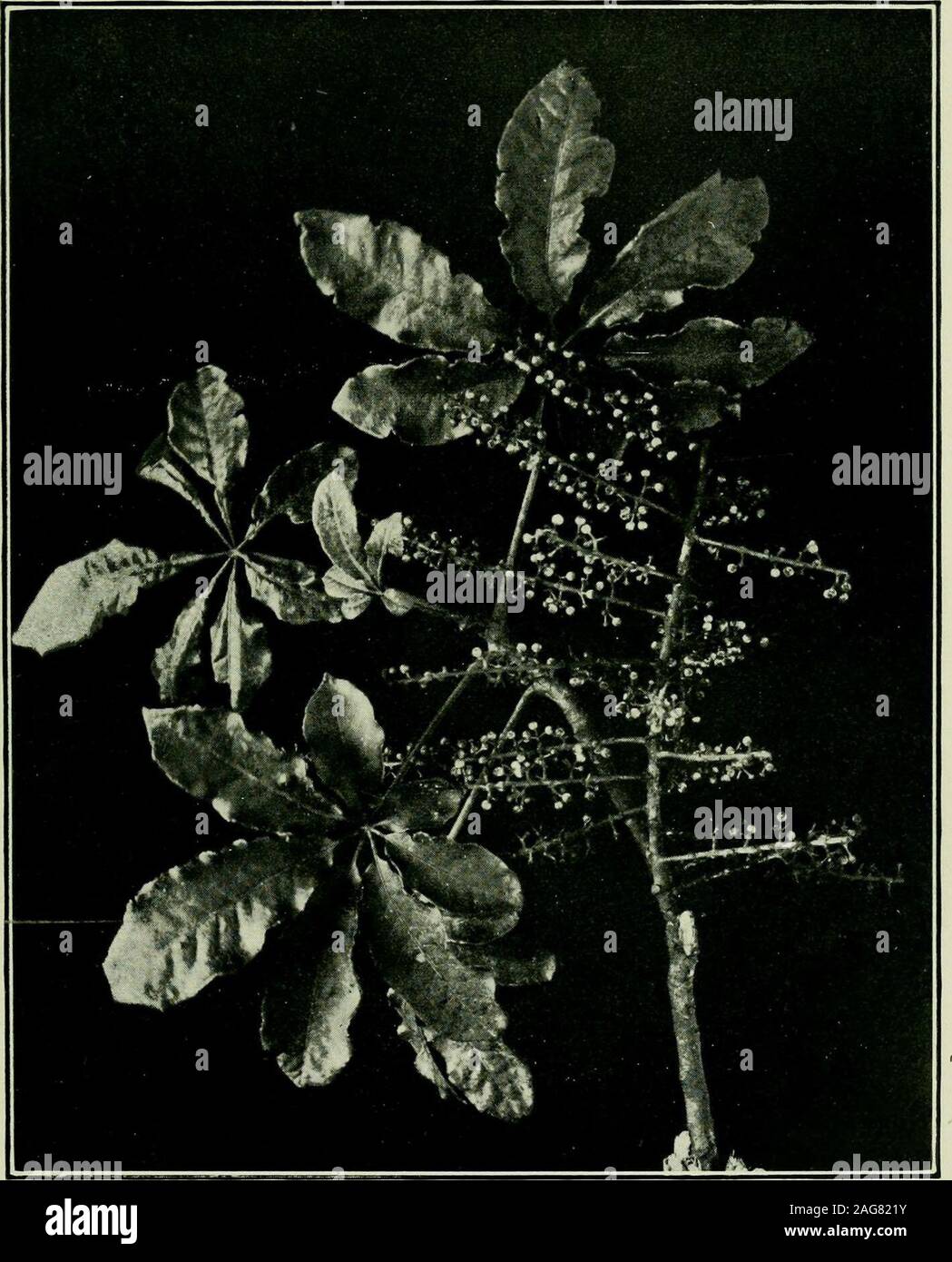. Plants of New Zealand. ns 5. Styles 5-10. Fruit round, fleshy, 5-10-celled, 5-10-seeded. Schefflera digitata. A small tree, 10 ft.-20 ft. in height. Leaves 5-10-foliolate, with sheathingpetioles ; leaflets petioled, membranous, toothed, 3 in.-7 in. long, oblong-lanceolate, sometimes pinnatifid. Umbels  in.-^ in. across. Fruit purplish-black, ^5in.-5^5in. in diameter. Both islands: abmidant. Stewart Island.Fl. Feb.-March. Umbelliferae. The Parsley and Carrot Family. Distribution.—A large and widely distributed family of plants, which, fromtheir varying properties, may be divided into four gr Stock Photo