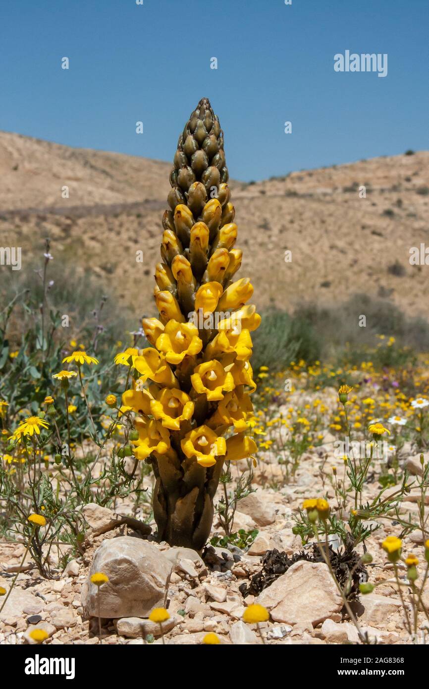 Yellow or desert broomrape, Cistanche tubulosa. This plant is a parasitic member of the broomrape family. Photographed in the Negev Desert, Israel Stock Photo