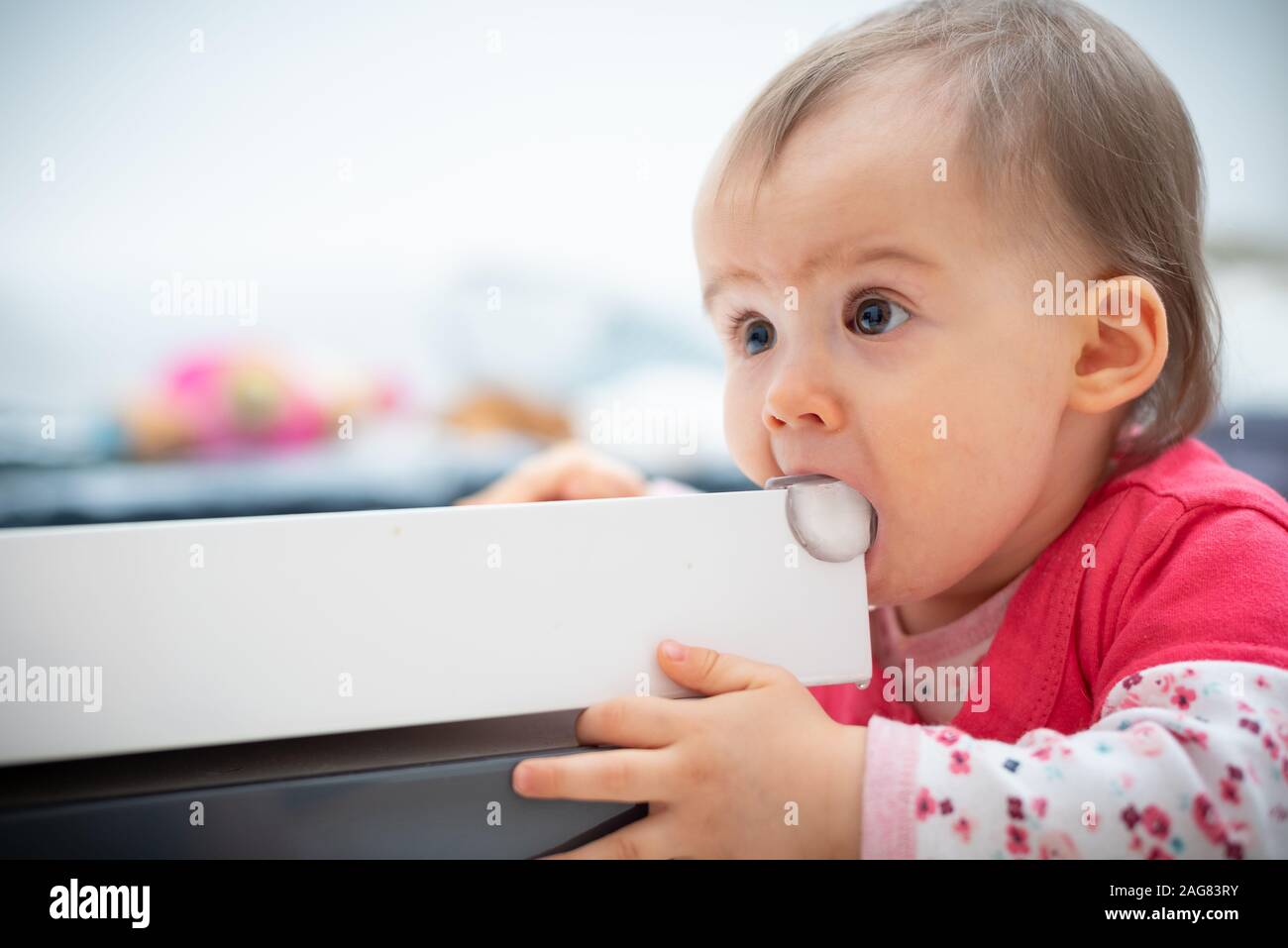 Cute caucasian 1 year old baby girl bites silicon corner protector, concept of teething, Child bites furniture Stock Photo