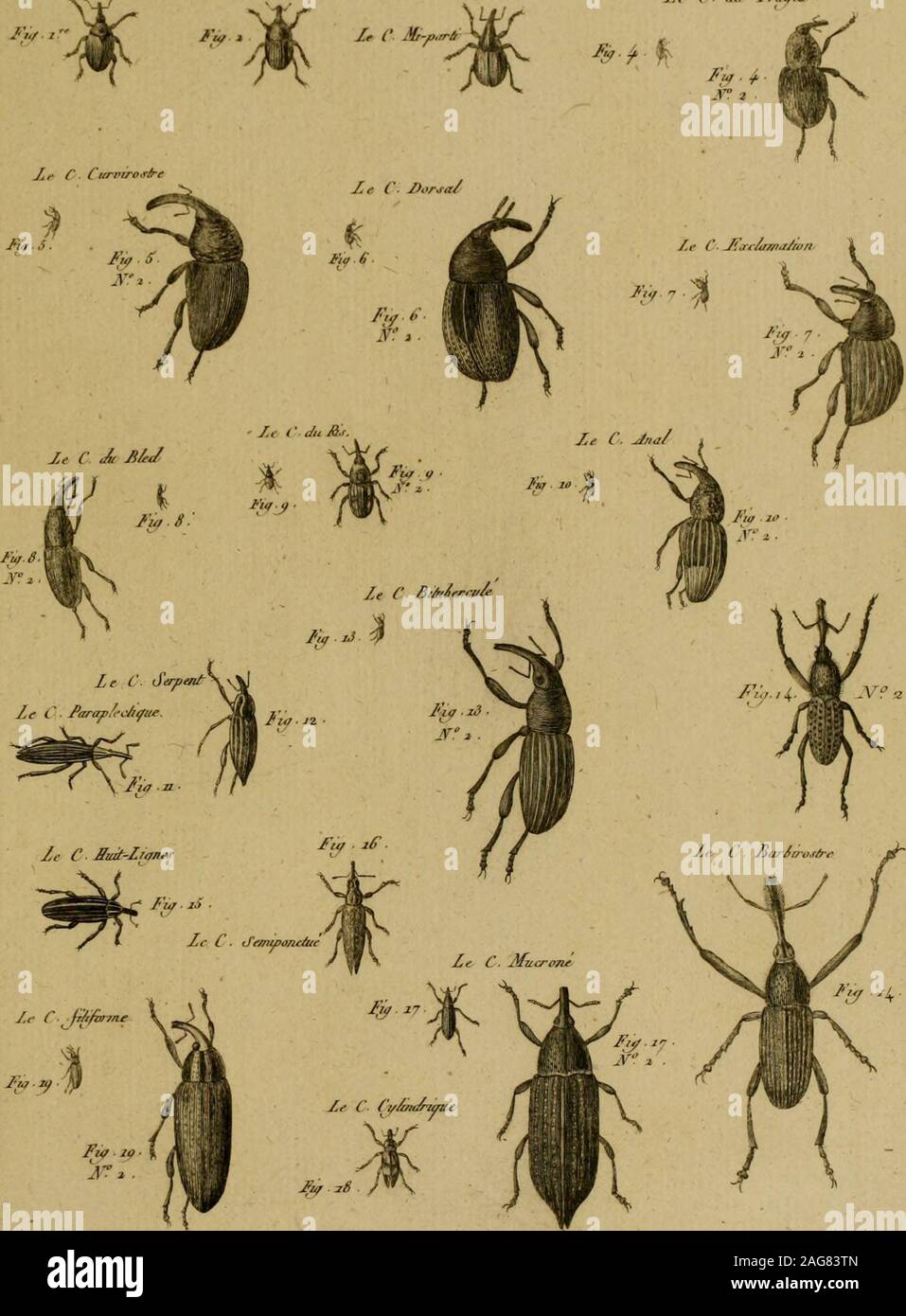 . Encyclopédie méthodique : Histoire naturelle. BenarJ. J)irej.Tf I/urcc/es CKaraulon PJ . 2-26 jy rÂ. Jaye/^ ^^ (• Jf„Jui«/^ Fiy. 3. le r. .A/ 7r.,. I(jAfâ?77e /?a//7re//e 7/ij^ec/e. £€nûyét Dwea:dr Cliai-aiiion Pi. 22- le r Âc/, Stock Photo