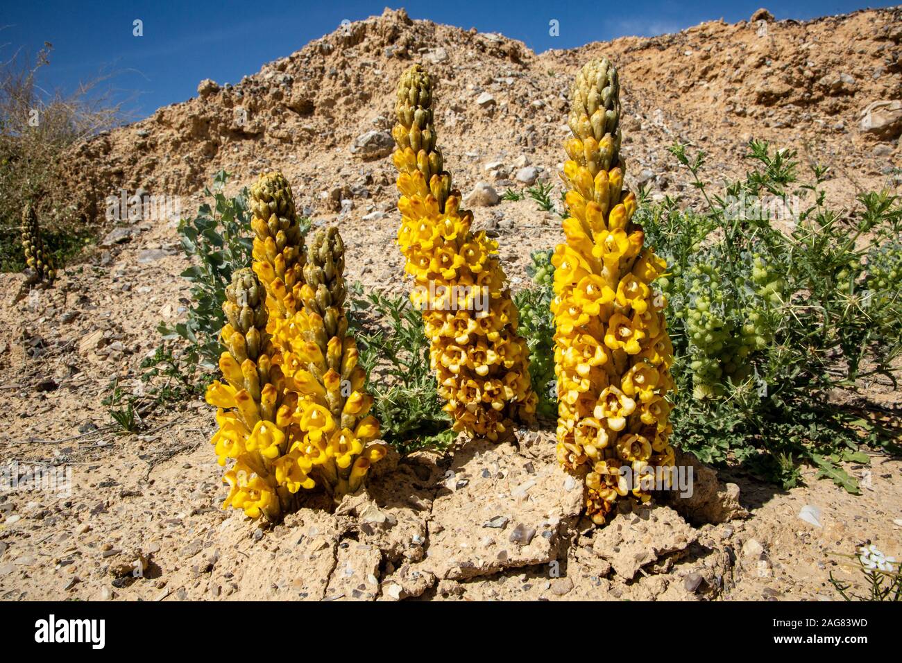 Yellow or desert broomrape, Cistanche tubulosa. This plant is a parasitic member of the broomrape family. Photographed in the Negev Desert, Israel Stock Photo