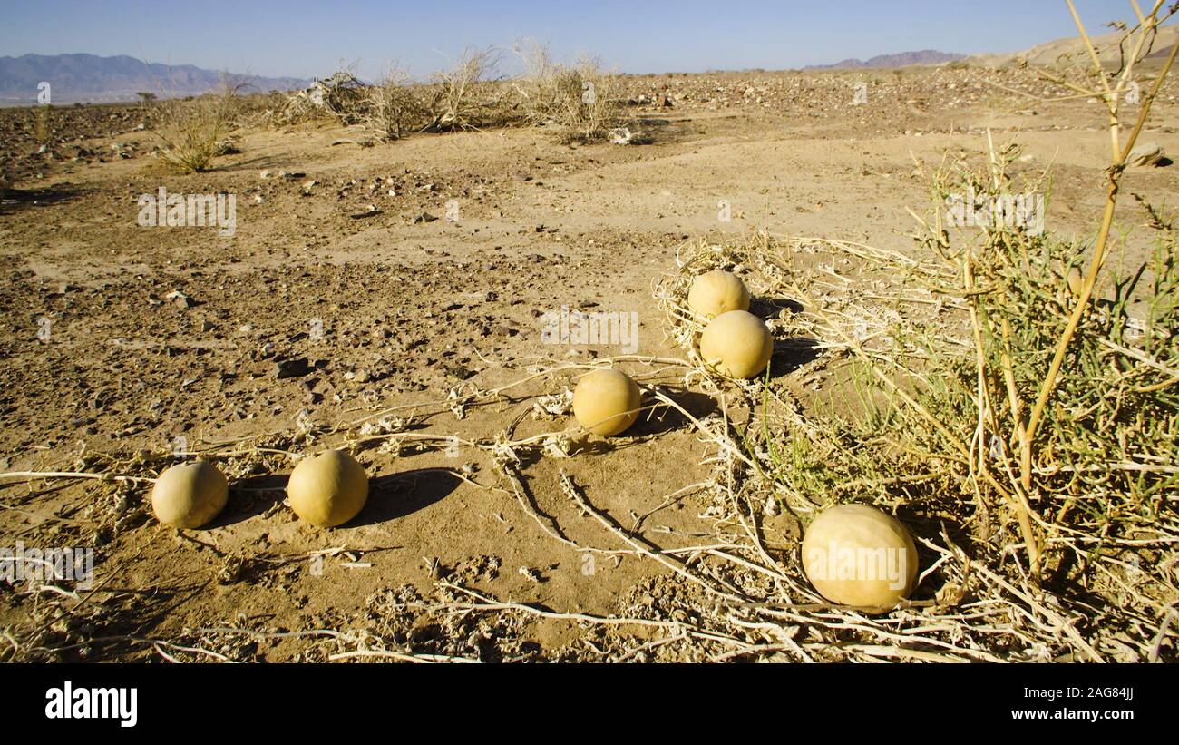 Citrullus colocynthis, with many common names including colocynth, bitter apple, bitter cucumber, desert gourd, egusi, vine of Sodom, desert watermelo Stock Photo