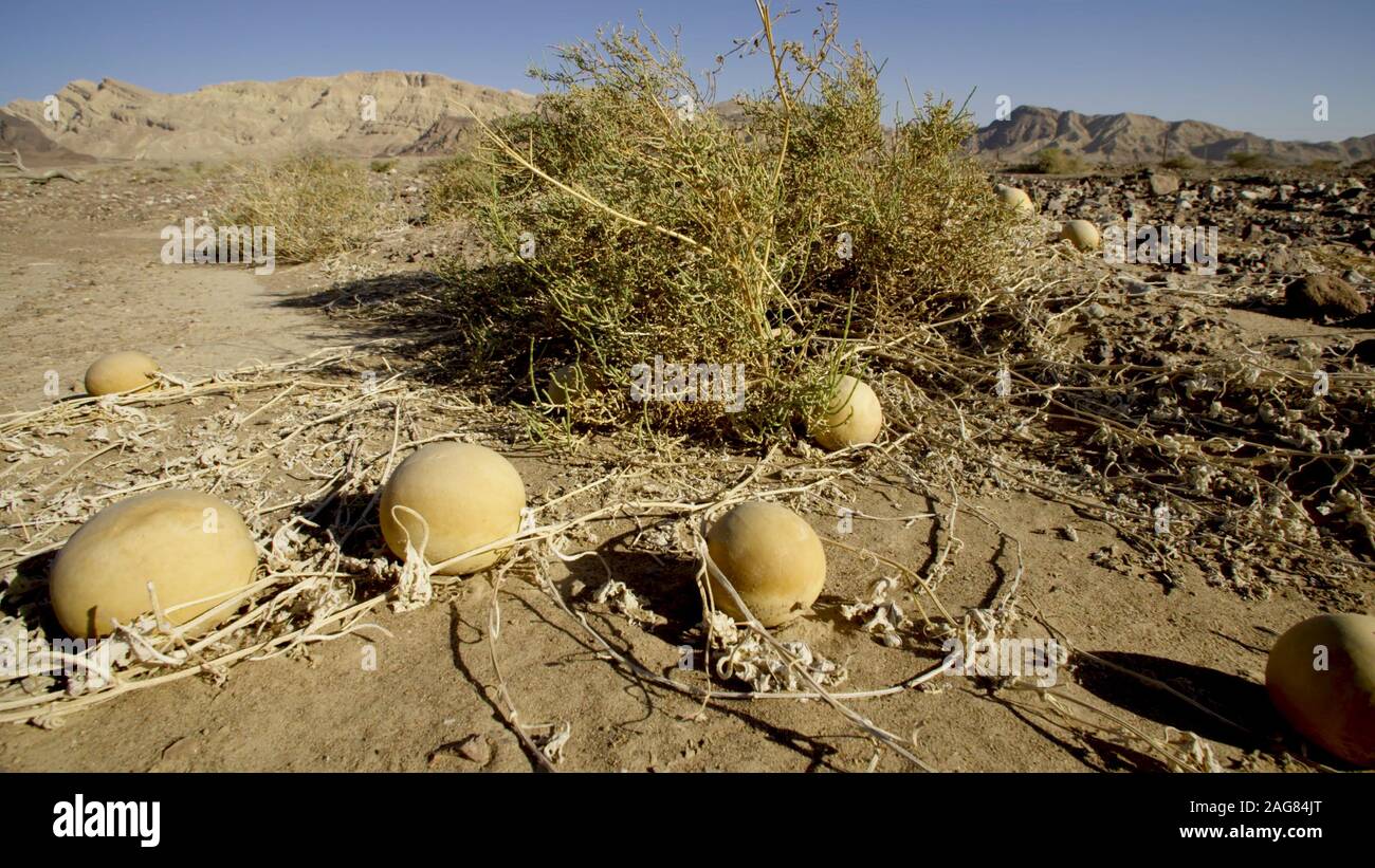 Citrullus colocynthis, with many common names including colocynth, bitter apple, bitter cucumber, desert gourd, egusi, vine of Sodom, desert watermelo Stock Photo