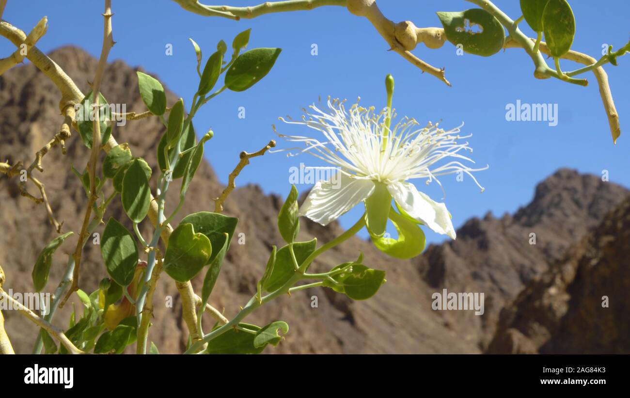 Caper plant desert hires stock photography and images Alamy