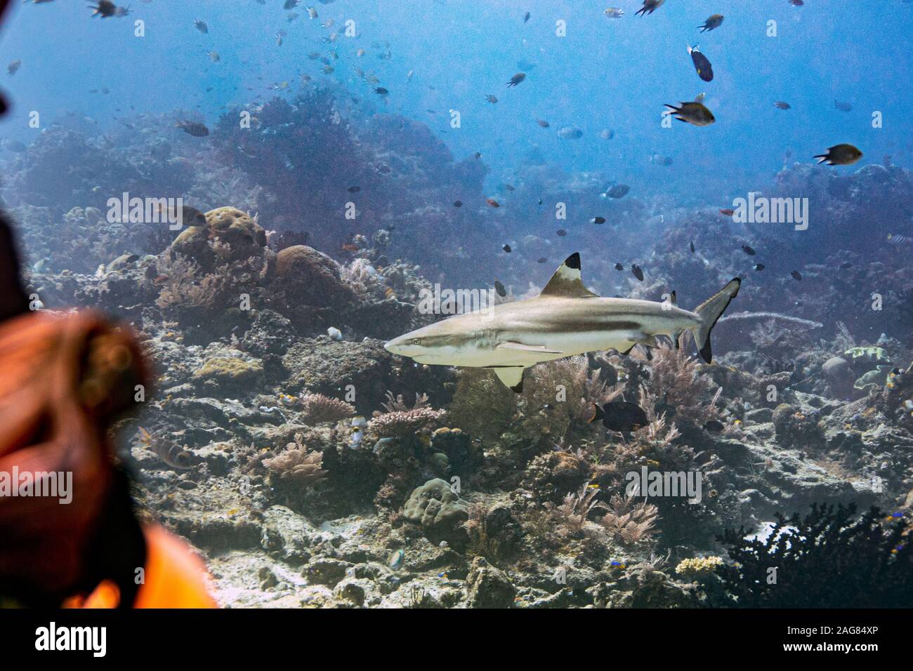 Black tip reef shark indonesia hi-res stock photography and images - Alamy