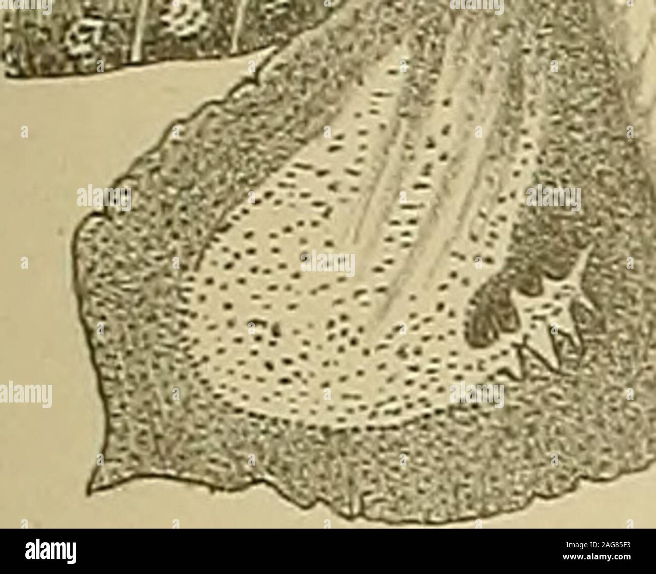 . Svenska vetenskapsakademien handlingar. E Holmgren del. G.Tholander lith. W. Schlachter, StocKholm TAFL. VII. K, Sv. Vet. Akad. Handl. Bnnd 37. N:o 4. ^ 13 Hårförande hudkörtlar. Fig. 1 a. Acronycta awicoma, fullväxt svart larv; från papill.» 1 b. » &gt;/ röd larv; frän paj)ill; sekretkulor i körtelcellens utföriugsgäug. &gt; 2 a. Acronycta rumicis, fullväxt; från papill.» 2 b. &gt; » v iifvikaude körtelform. » 2 c. » » mycket ung larv; från papill. &gt;; 3. Acrowjcta eupJiorbiw, fullväxt; från papill. » 4 a. Acronycta leporina, fullväxt. » 4 b. » &gt;/ degenererad körtel invid larvens förpu Stock Photo