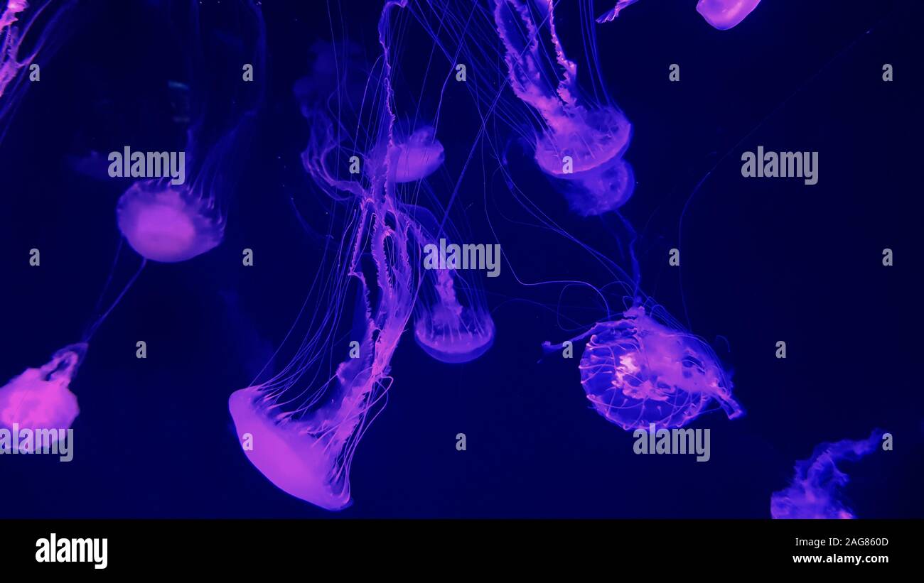 Beautiful colorful jellyfish in aquarium. Jellyfish from sea Stock
