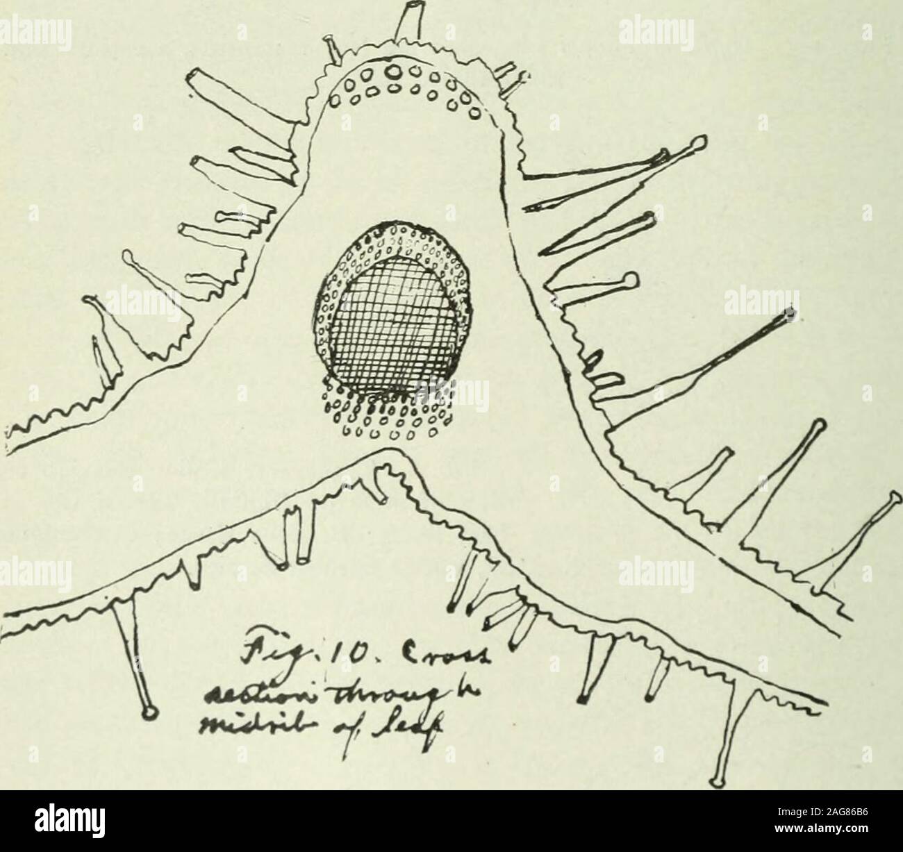 . American journal of pharmacy. Figs. 7-9. Digitalis Thapsi Lin., showing structure of stem and stomata on leaf.. Fig. 10. Cross-section through midrib of leaf of Digitalis Thapsi Lin. ^iprii; fgiT^ ^ Digitalis Thapsi Lin. 151 PHARMACOLOGIC ACTION. By Herbert C. Hamilton. A preliminary investigation of Digitalis Thapsi to determinewhether it possessed any of the therapeutic properties of the officialdrug was carried out on frogs by the M. L. D. method for stand-ardization.^ The drug in tincture form was properly diluted andinjected into frogs in gradually decreasing doses until the minimumwas Stock Photo