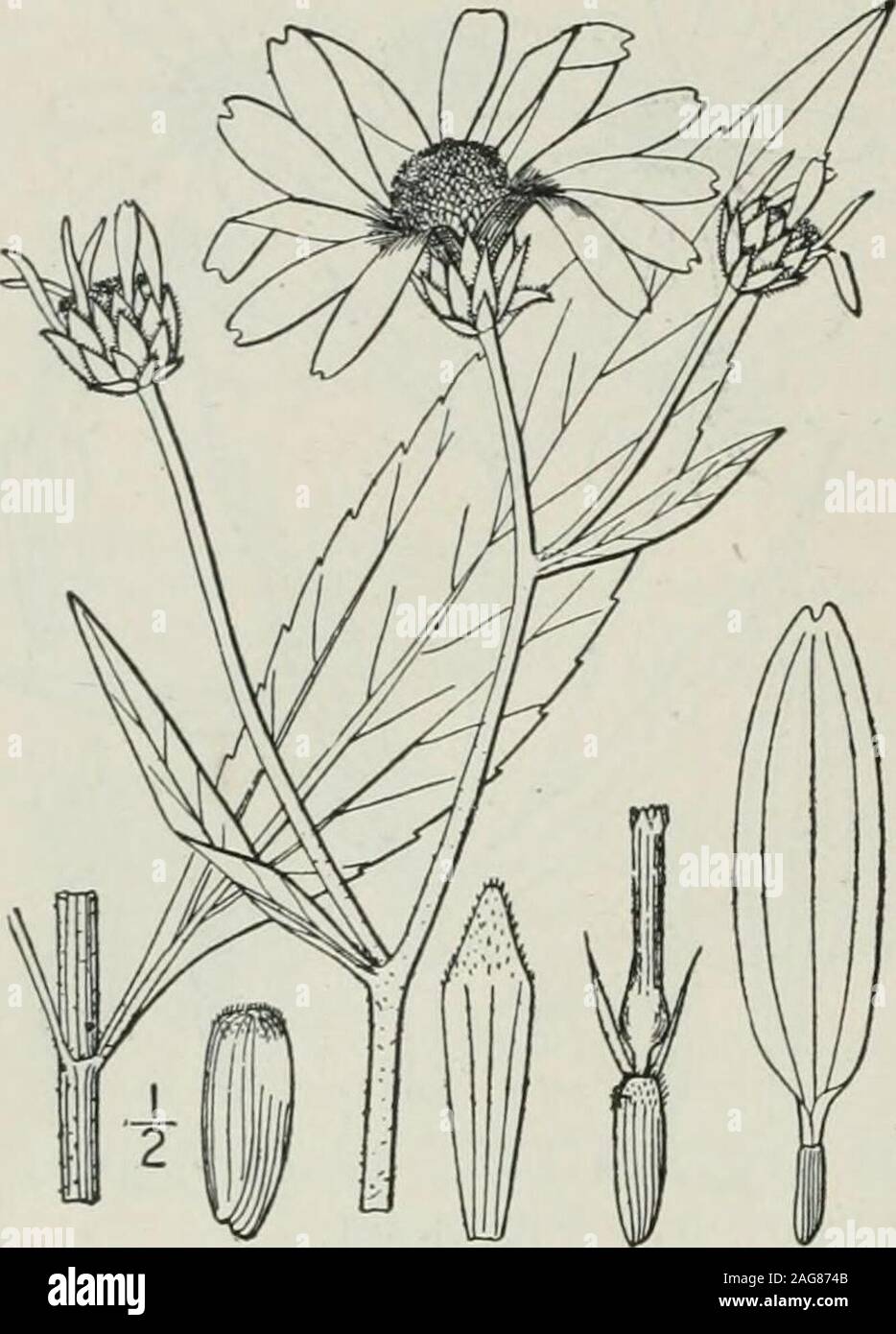 . An illustrated flora of the northern United States, Canada and the British possessions : from Newfoundland to the parallel of the southern boundary of Virginia and from the Atlantic Ocean westward to the 102nd meridian. 4S0 COMPOSITAE. Vol. hi.. 6. Helianthus scaberrimus Ell. Stiff Sun-flower. Fig. 4466. H. scaberrimus Ell. Bot. S. C. & Ga. 2: 423. 1824.H. rigidus Desf. Cat. Hort. Paris, Ed. 3, 184. 1829. Perennial; stems simple or little branched, hispidor scabrate, i°-8° high. Leaves thick, coriaceous,serrate or serrulate, very scabrous on both sides, 2-ylong, ¥-2 wide, acute at the apex, Stock Photo