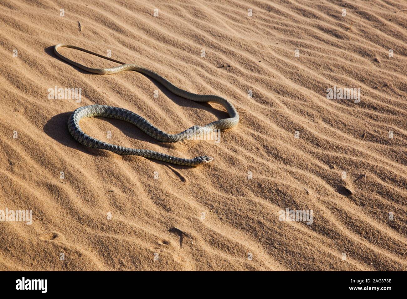 Braid Snake or Jan's Cliff Racer (Platyceps rhodorachis) is a species of snake found in Central Asia and the Middle East. Photographed in Israel in De Stock Photo