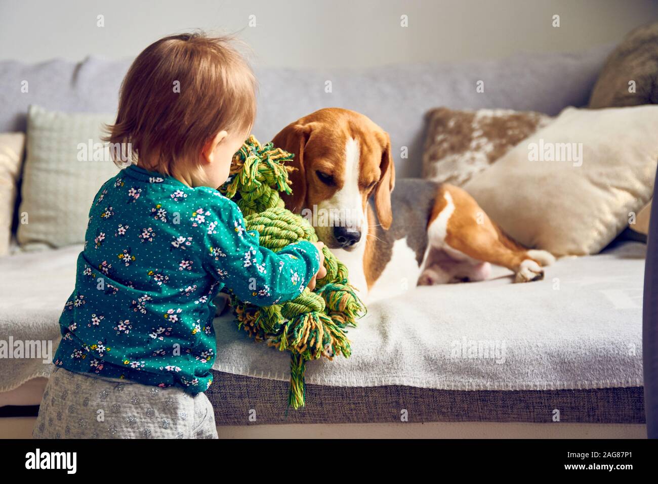 Dog with a cute caucasian baby girl. Beagle lie on sofa, baby comes with toy to play with him. Stock Photo