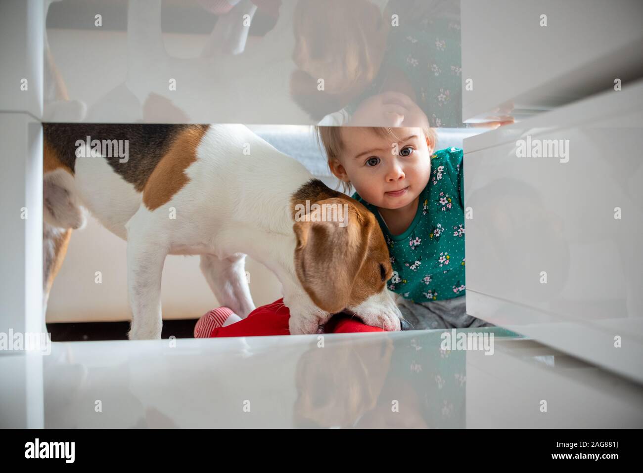 Dog with a cute caucasian baby girl. Beagle dog take and bite doll from cute baby girl in living room. Tight space under coffee table Stock Photo