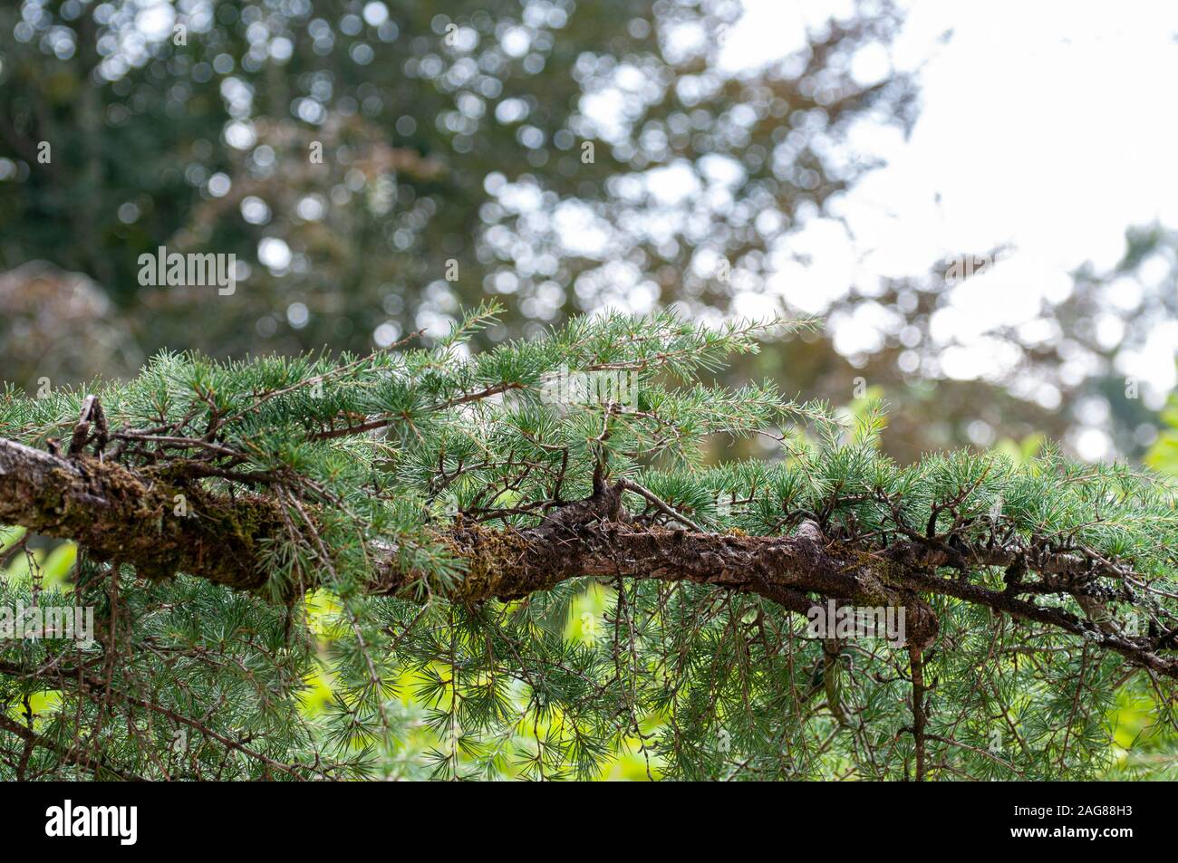 Cedrus deodara, the deodar cedar, Himalayan cedar, or deodar/devdar/devadar/devadaru, is a species of cedar native to the western Himalayas Photograph Stock Photo