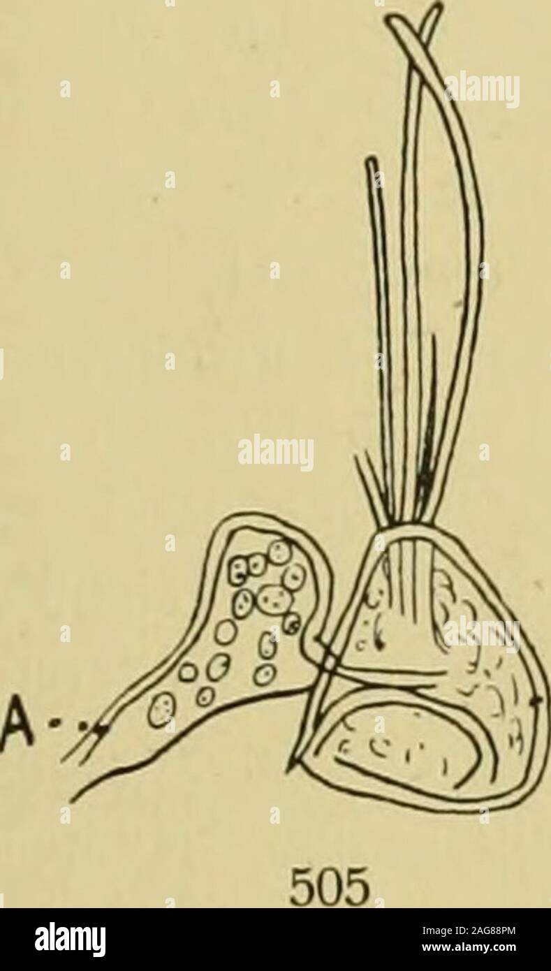 . Decapoden. Original. aus fünf Segmenten und dem Telson zusammengesetzt (Fig. 507). Ein Paarlateraler Stifte fand sich am zweiten und dritten Segment. Am Hinterrandekeines Abdominaisegmentes konnte eine Zähneiung unterschieden werden. DasTelson hat eine breite spateiförmige Gestalt. In jedem Seitenwinkei findet sicheine winzige scharfe Kralle. Der mittlere Teil des Hinterrandes des Telsonwird von fünf gezähnelten Dornen eingenommen. Die vorherrschende Farbe Crustacea Decapoda. VI 559 war rot (oder braun), gelbes Pigment war auch vorhanden. Die ganze ventraleHälfte des Cephalothorax d. h. fast Stock Photo