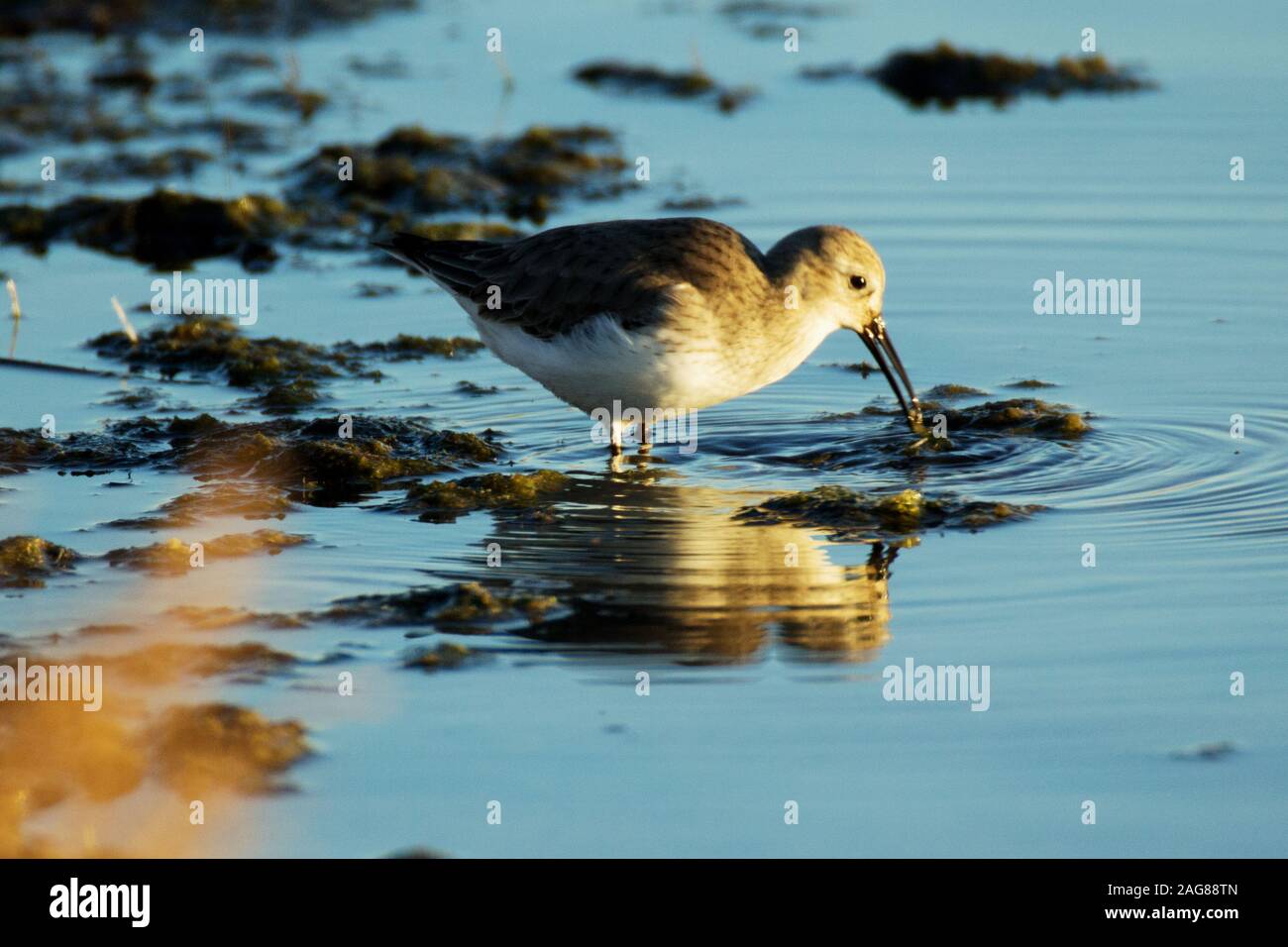 Closeup shot of a beautiful dunlin bird drinking water in the lake  with reflection Stock Photo