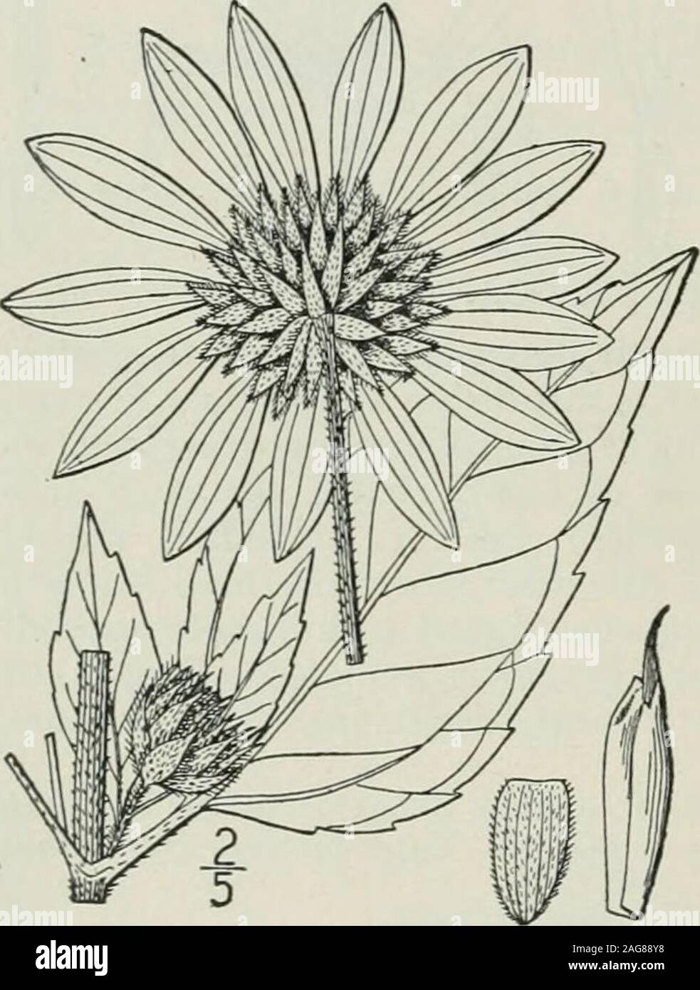 . An illustrated flora of the northern United States, Canada and the British possessions : from Newfoundland to the parallel of the southern boundary of Virginia and from the Atlantic Ocean westward to the 102nd meridian. us ; leaves divaricate.Stem hirsute or hispid; leaves ascending.Leaves cordate-clasping at the base.Leaves narrowed from below the middle. b. Leaves manifestly petioled.Stem puberulent or glabrous. Leaves membranous or thin, slender-petioled, sharply serrate.Leaves firmer, shorter-petioled, less serrate or entire.Bracts of the involucre much longer than the disk.Bracts of the Stock Photo