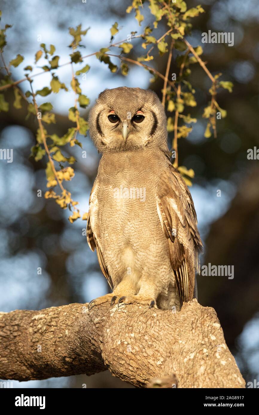 Verreaux's or Giant Eagle Owl perched in a tree during the daytime, alert, Kruger National Park, Africa Stock Photo