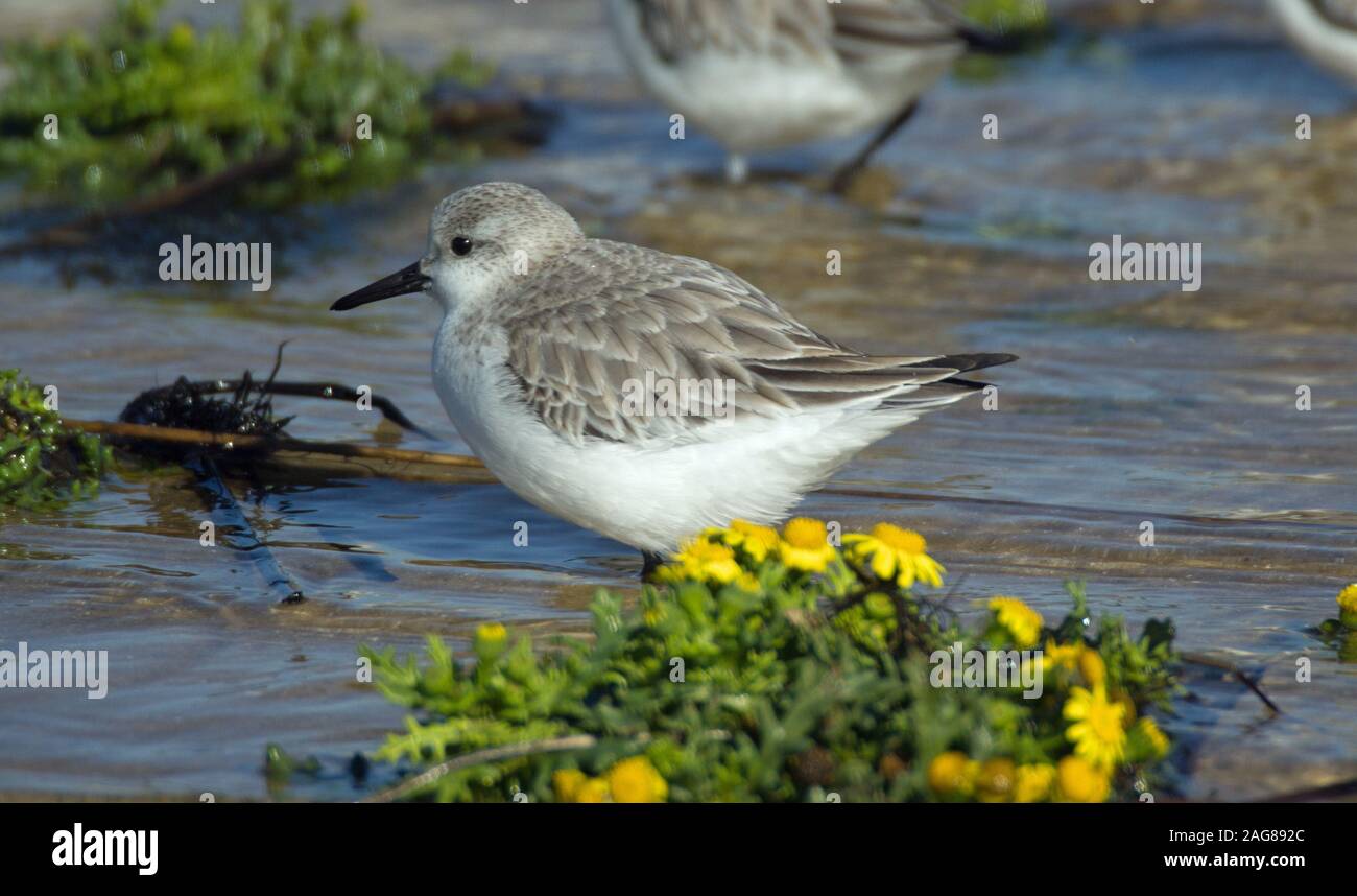 Closeup shot of a beautiful dunlin bird drinking water in the lake with yellow flowers Stock Photo