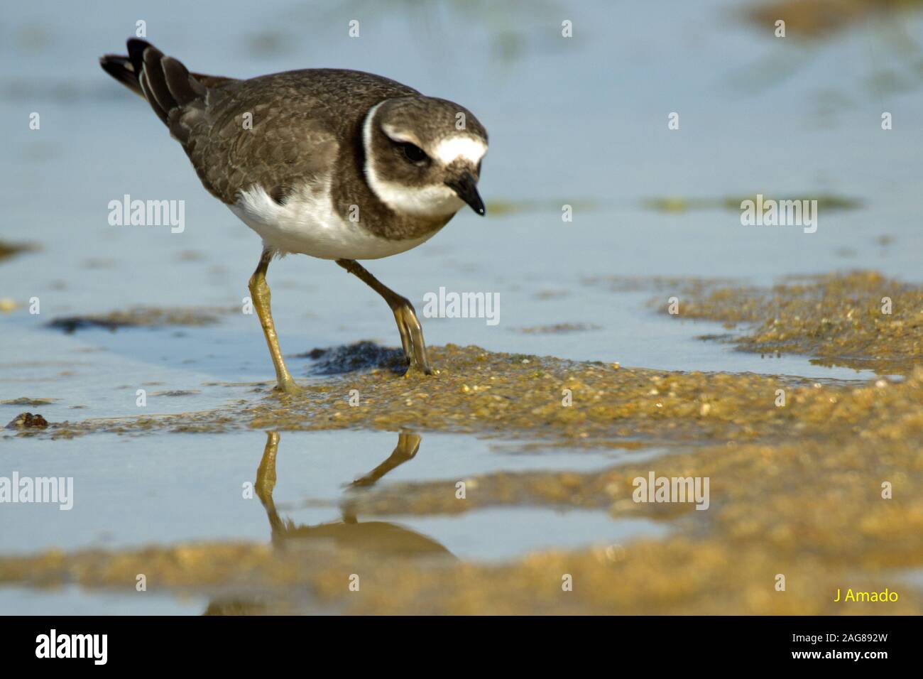Closeup shot of a beautiful dunlin bird drinking water in the lake Stock Photo