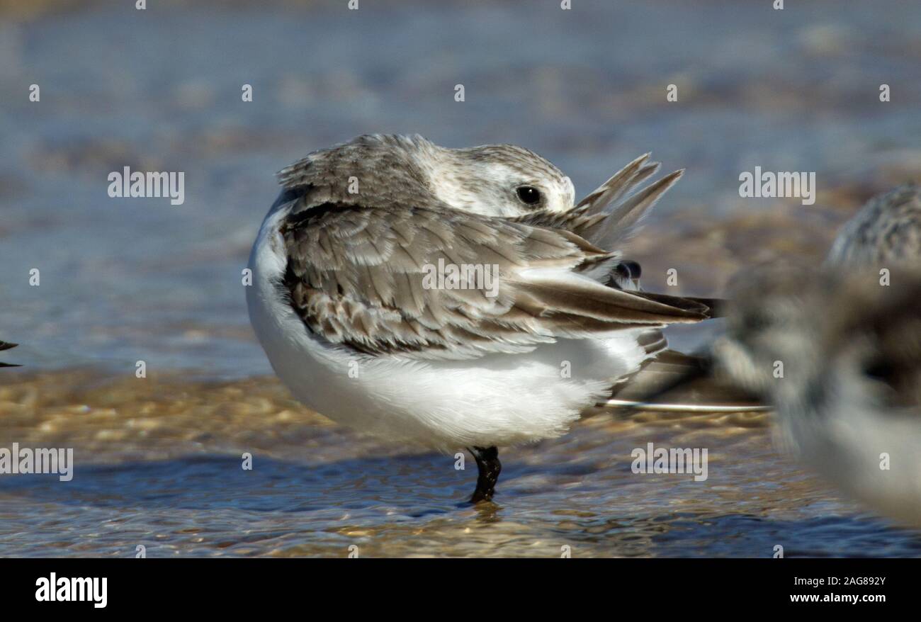 Closeup shot of a beautiful dunlin bird drinking water in the lake Stock Photo