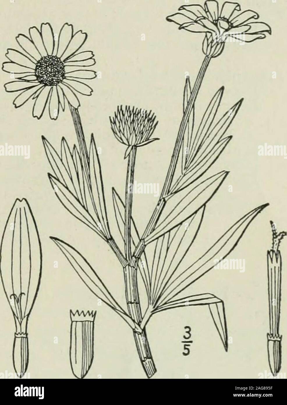 Linear lanceolate hairy leaves hi-res stock photography and images - Alamy