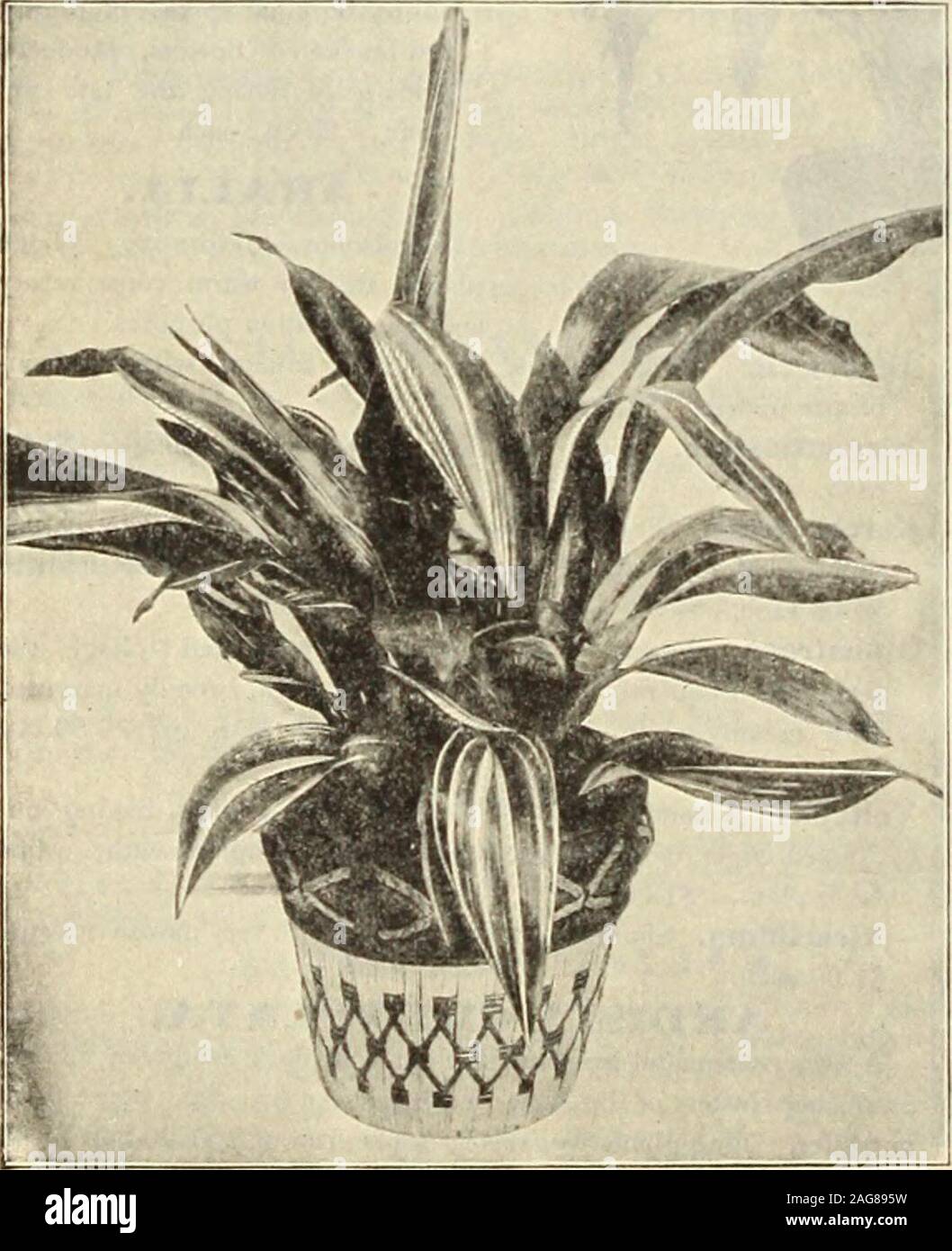 . Dreer's 1913 garden book. Aspidistra Lurida Variegata. AkaUi ahia (Norfolk Island Pine,. ASPARAGUS. Plumosus Nanus (A spar a gv s Fern). If there is abetter plant for table decoration than this we do not knowit. I he foliage is more delicate than that of the finestFern, being lace-like in its filminess. A plant with half adozen stalks is a mass of dainty, misty green, amongwhich the stems of a few flowers can be thrust in such amanner as to make the com! nation far superior, artist-ically, to most expensive decorations prepared for thetable by the professional florist. Its value to the woman Stock Photo