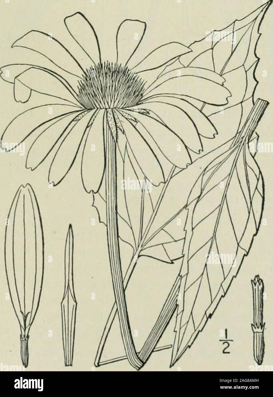 . An illustrated flora of the northern United States, Canada and the British possessions : from Newfoundland to the parallel of the southern boundary of Virginia and from the Atlantic Ocean westward to the 102nd meridian. Leaves narrow, linear to lanceolate, entire. Rays about i long, spreading. 2. E. angustifolia. Rays 11^-3long, drooping. 3. E. pallida. Rays bright yellow, drooping. 4. E. paradoxa. I. Echinacea purpurea (L.) Moench. Purple Cone-flower. Black Sampson. Fig. 4456. Rudbeckia purpurea L. Sp. PI. 907. 1753. Echinacea purpurea Moench, Meth. 591. 1794. Brauneria purpurea Britton, Me Stock Photo