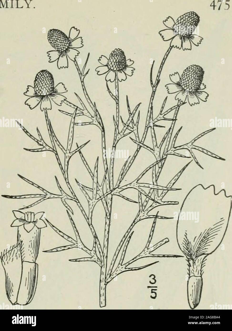 . An illustrated flora of the northern United States, Canada and the British possessions : from Newfoundland to the parallel of the southern boundary of Virginia and from the Atlantic Ocean westward to the 102nd meridian. Genus 63. THISTLE FAMILY.. 3. Ratibida Tagetes (lames) Barnhart.Short-rayed Cone-flower. Fig. 4455. Rudbeckia Tagetes James in Longs Exp. 2 : 68. 1823. Lepachys Tagetes A. Gray, Pac. R. R. Rep. 4: 103.1856. Ratibida Tagetes Barnhart, Bull. Torn Club 24: 100.1897. Rough-canescent; stem i°-ii° high, usuallymuch branched, leafy. Leaves firm, pinnatelydivided into 3-7 narrowfly l Stock Photo