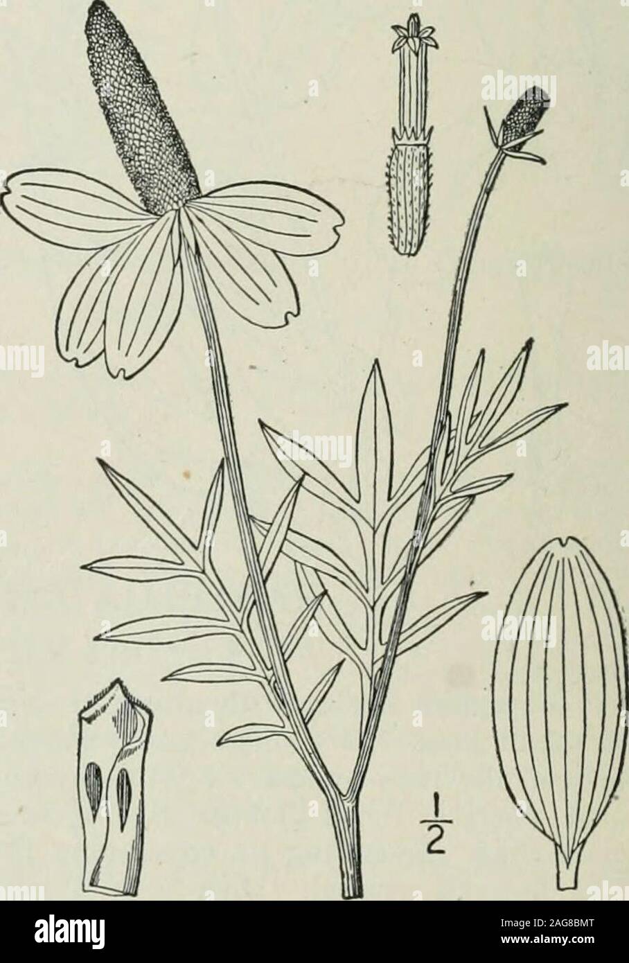. An illustrated flora of the northern United States, Canada and the British possessions : from Newfoundland to the parallel of the southern boundary of Virginia and from the Atlantic Ocean westward to the 102nd meridian. .Lepachys columnaris T. & G. Fl. N. A. 2: 313. 1842.Lepachys columnaris var. pulcherrima T. & G. loc. cit. 1842. Strigose-pubescent and scabrous; stem slender,usually branched, i°-2*° high. Leaves thick, pin-nately divided into linear or linear-oblong, acute orobtuse, entire dentate or cleft segments, the caulineshort-petioled or sessile, 2-4 long, the basal onessometimes obl Stock Photo