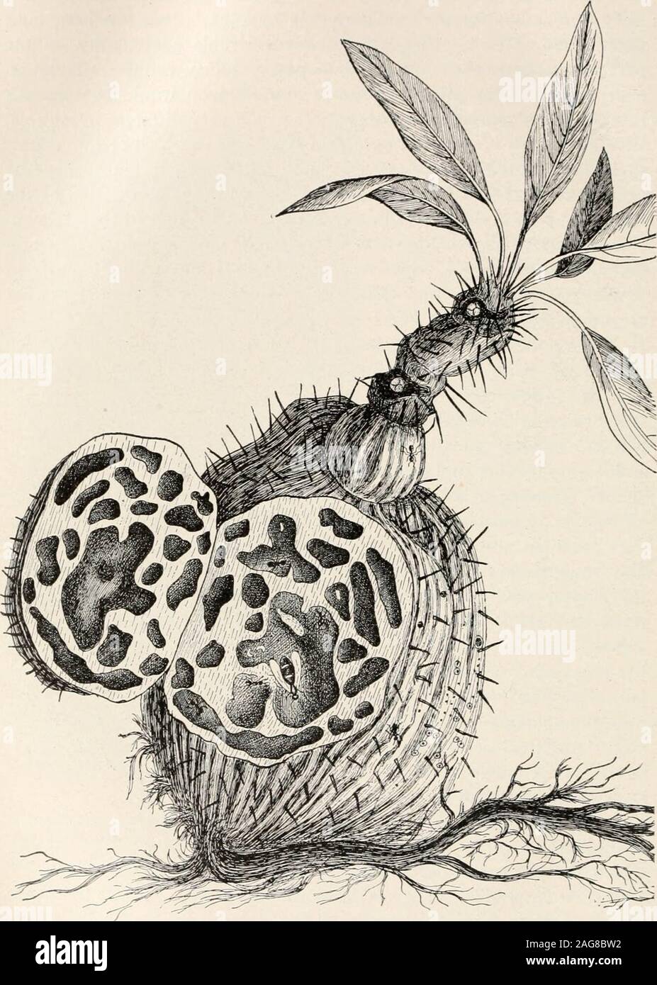 . Ants; their structure, development and behavior. FIG. 175. Hydnophytuui nwntanitinof Siam, showing pseudobulb in sec-tion. (Forel.) Of by older and larger trees areAzteca nmclleri, which per- 21 ANTS.. FIG. 176. Myrmecodia pentaspenna of Bismarck Archipelago, with pseudobulbopened to show ants (Iridomyrmex cordatus) inhabiting the cavities. (Dahl.) RELATIONS OF ANTS TO VASCULAR PLANTS. 3°7 is still young (50 cm. to 2 m. high) at a particular point, a smalldepression at the upper end of a furrow at the top of the internode,where, as Schimper has shown, the wall lacks the fibro-vascular bun-dl Stock Photo