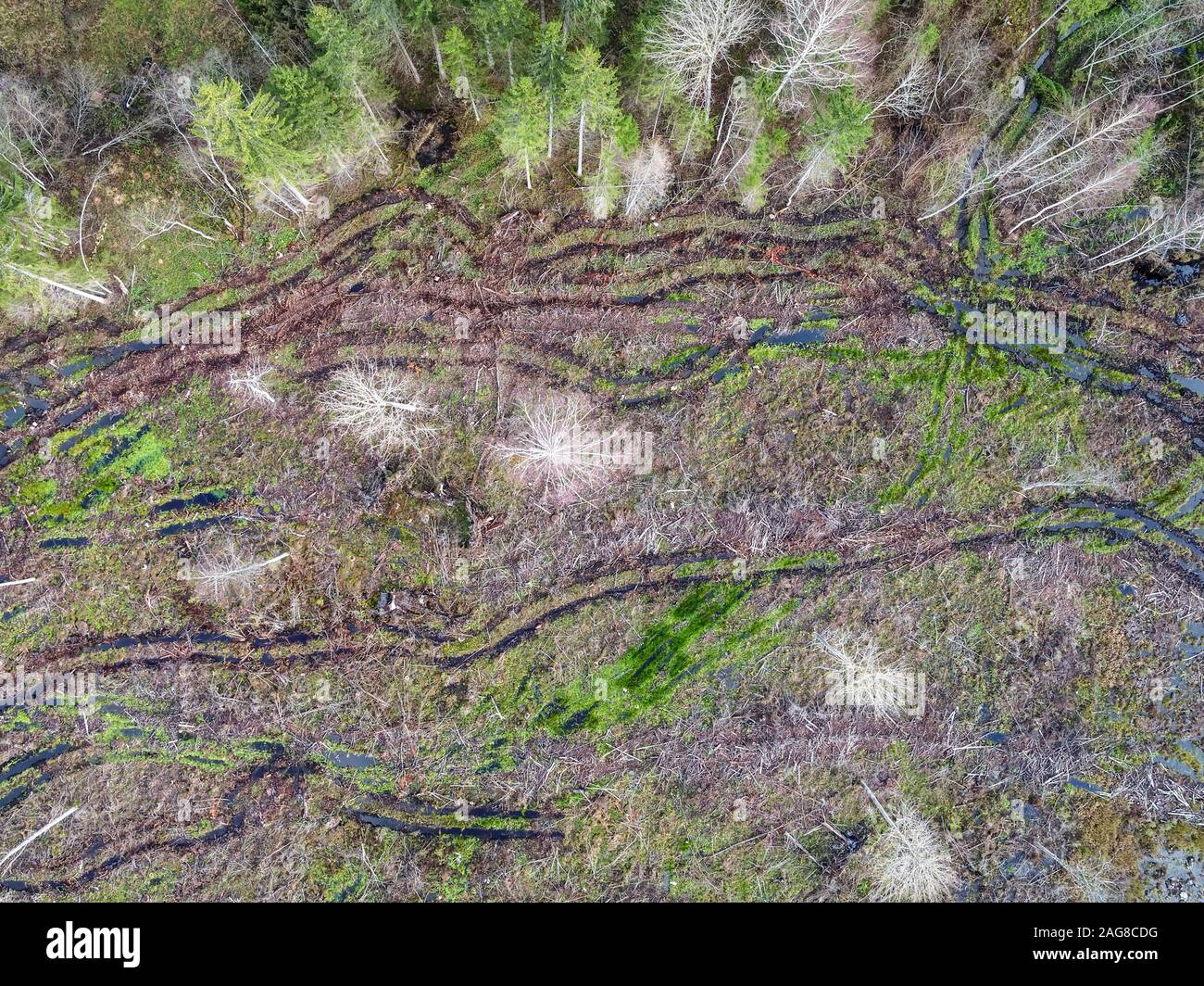 High angle shot of beautiful trees in a forest - great for a natural ...