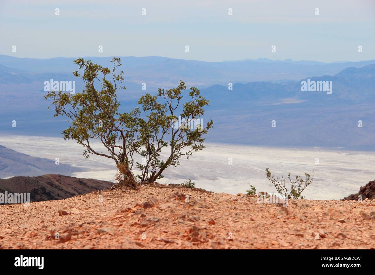 Single Mexican pinyon tree in a desert near the sea surrounded by high mountains Stock Photo