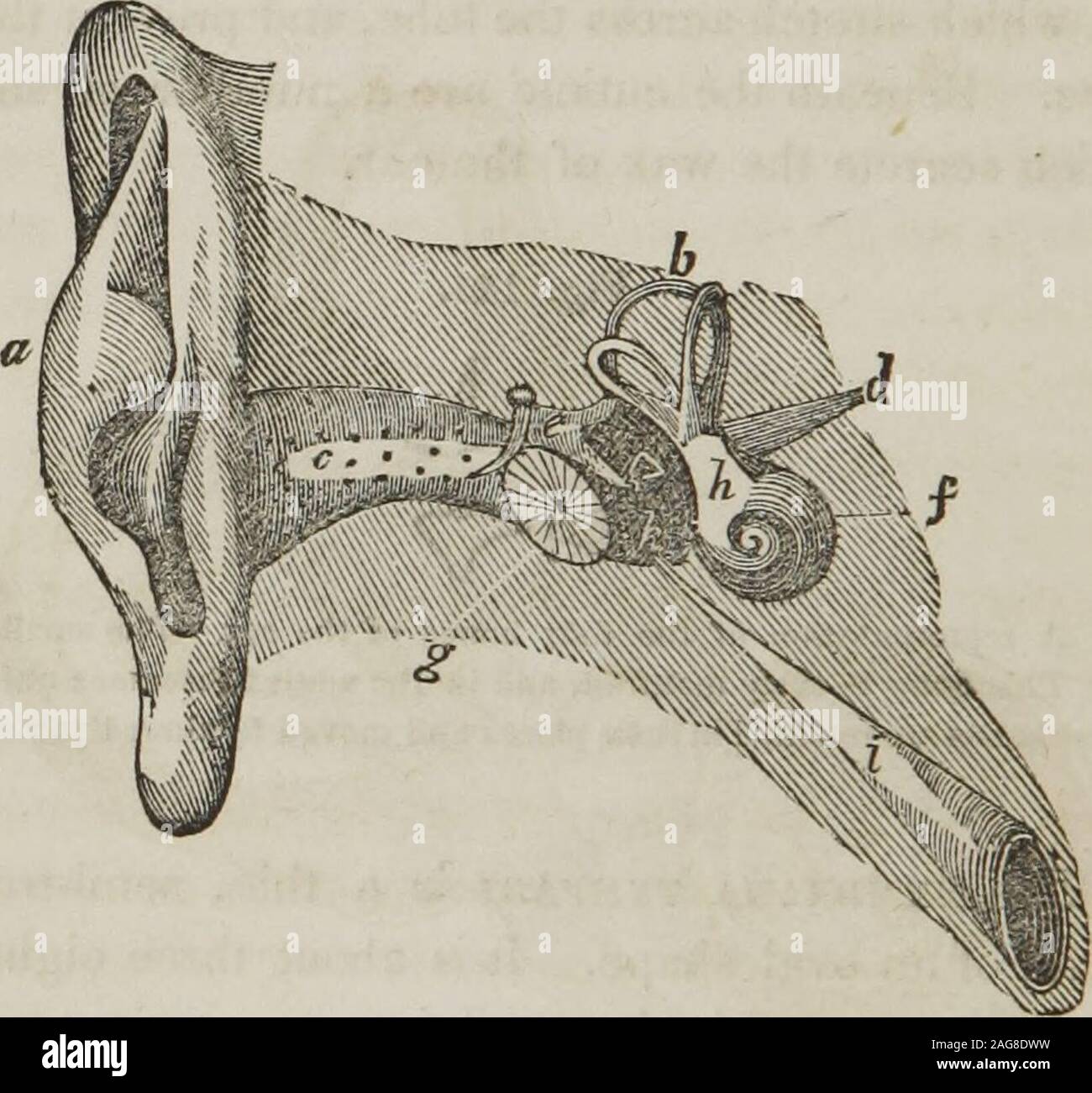 . A treatise on anatomy, physiology, and hygiene : designed for colleges, academies, and families. placed obliquely across the area of that tube.It is concave toward the meatus, and convex toward thetympanum. 949. The tympanum consists of an irregular bony cavity,situated within the temporal bone. It is bounded externallyby the membrana tympani ; internally by its inner wall ; andin its circumference by the petrous portion of the temporal 947. What is the meatus auditorius ? What is found in this canal ? Whatis their use ? Where is the wax of the ear secreted. 948. Describe themembrana tympani Stock Photo
