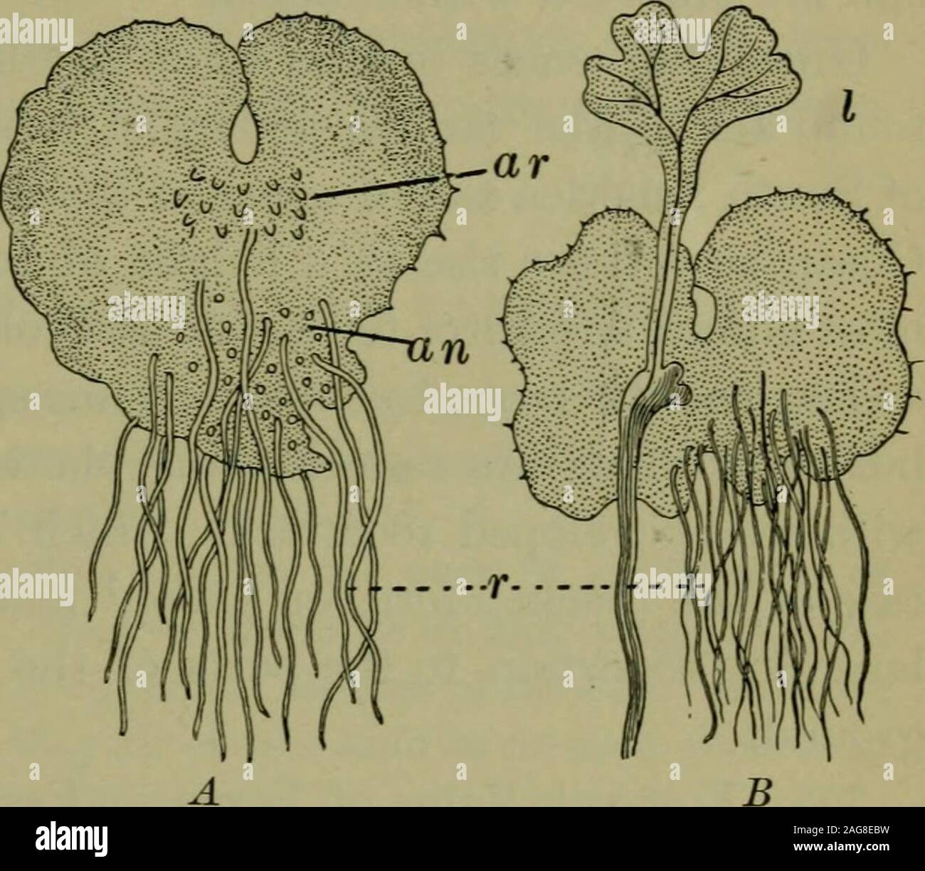 Foundations of botany. g from the lower surfaceof the prothallium. (b) The  variable thickness of the prothallium, near the edge,consisting of only one  layer of cells. (c) (In some mature specimens)