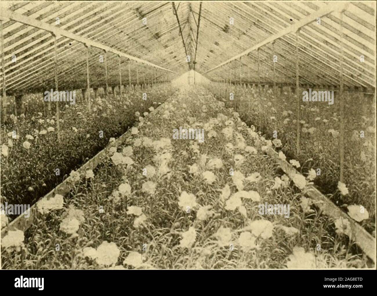 . The American florist : a weekly journal for the trade. roots—not growers—inthe ordinary sense of the term. Thesupply of clumps and crowns came fromthe continent. Mr. Jannoch was the firstto show us how easy it is to cultivatethe plant under suitable conditions inthis country, and since that time othershave followed in his footsteps; butowing chiefly to the dearness of labor,special cultivation of the plant has not•made much progress, with the resultthat the continental cultivators furnishthe major portion of crowns and clumpsforced at the present day. The two methods—retarding in afreezing c Stock Photo