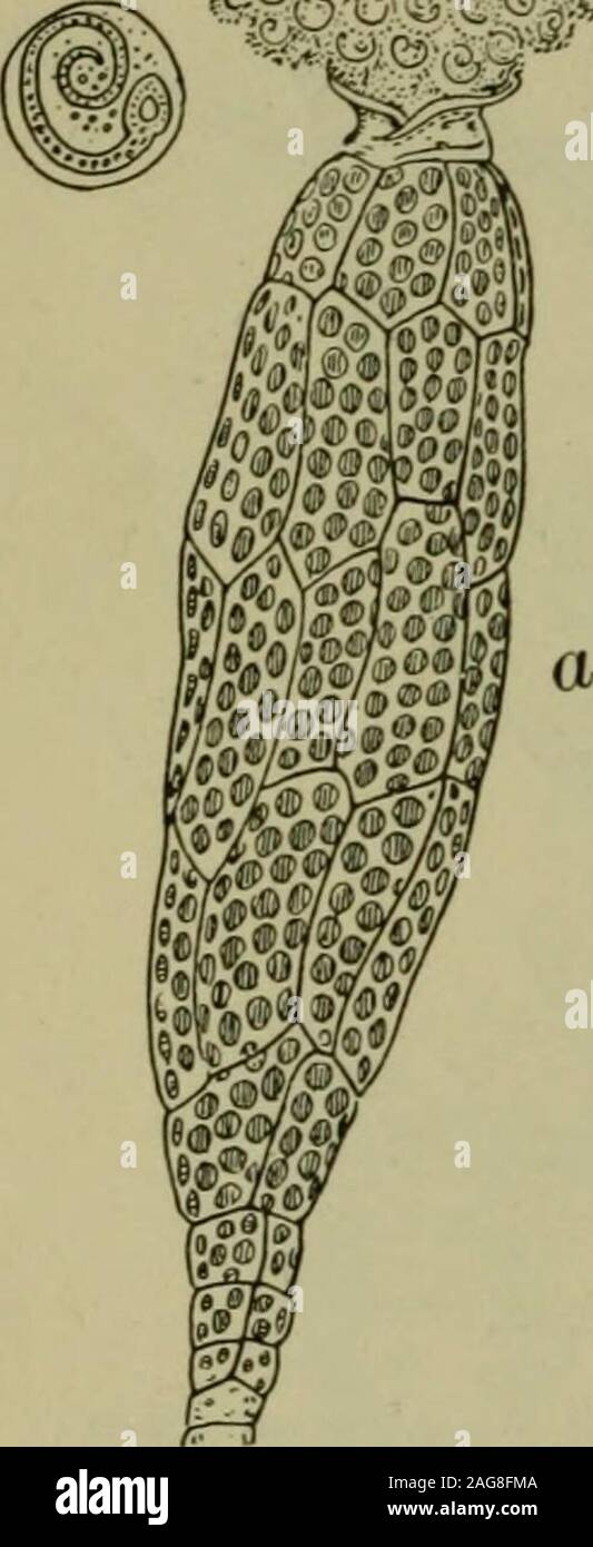 . Foundations of botany. Fig. 207. — Protonema of a Moss. prim, primary shoot; h, a young root-hair ; pi, young moss-plant;br, branches of primary shoot. cell on a microscope slide, cover, place under the lowest power ofthe microscope, and examine at intervals of ten or fifteen minutes.Finally sketch a single leaf. 345. Minute Structure of the Leaf and Stem. — The cellularstructure of the pigeon-wheat moss is not nearly as simple and con-venient for microscopical study as is that of the smaller mosses, manyof which have leaves composed, over a large part of their surfaces,of but a single layer Stock Photo