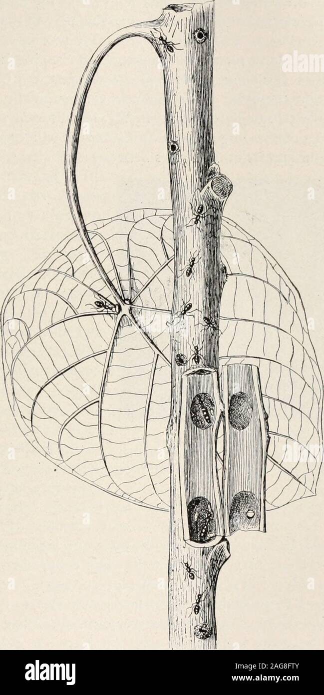 . Ants; their structure, development and behavior. 5. ,,.,A . • J FIG. 167. The Palo Santo (Triplaris boliviaim) in fruit, from a specimen in theherbarium of the New York Botanical Garden. (Original.) Schomburgckia are also cited as providing accommodations for antsin their pseudobulbs. 3. Ascidiae or Bursae of Leaves and Petioles.—The straight or con-voluted leaf-petioles of certain pitcher plants (Nepenthes bicalcarata) RELATIONS OF ANTS TO IASCULAR PLANTS. 297 are often hollowed out and inhabited by ants (Heim), and the curiousascidiaof Dischidiarafflesiana are similarly utilized. In North Stock Photo
