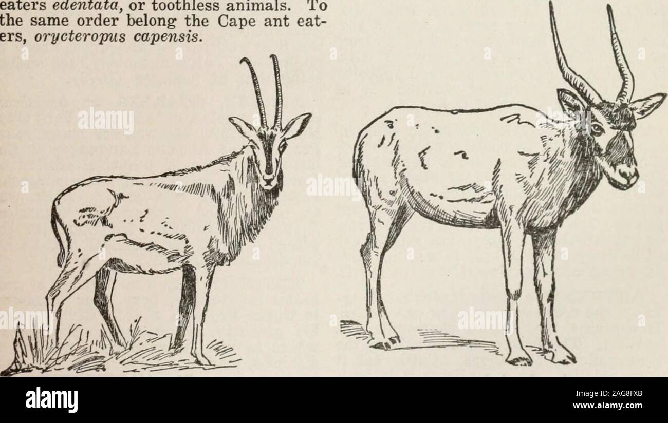 . Collier's new encyclopedia : a loose-leaf and self-revising reference work ... with 515 illustrations and ninety-six maps. ANT EATER superficial appearance of reptiles. The with the sheep and oxen in the familyshort-tailed manis, M. pe7itadactyla of of the cavicornia or hollow-hornedLinnaeus, is found in Bengal and the ruminants. Their horns, unlike those ofIndian archipelago, and M. tetradactyla the deer, are not deciduous, but are per-in Africa. The proper and scaly anteaters edentata, or toothless animals. Tothe same order belong the Cape ant eat-ers, orycterojnis capensis.. SABLE ANTELOP Stock Photo