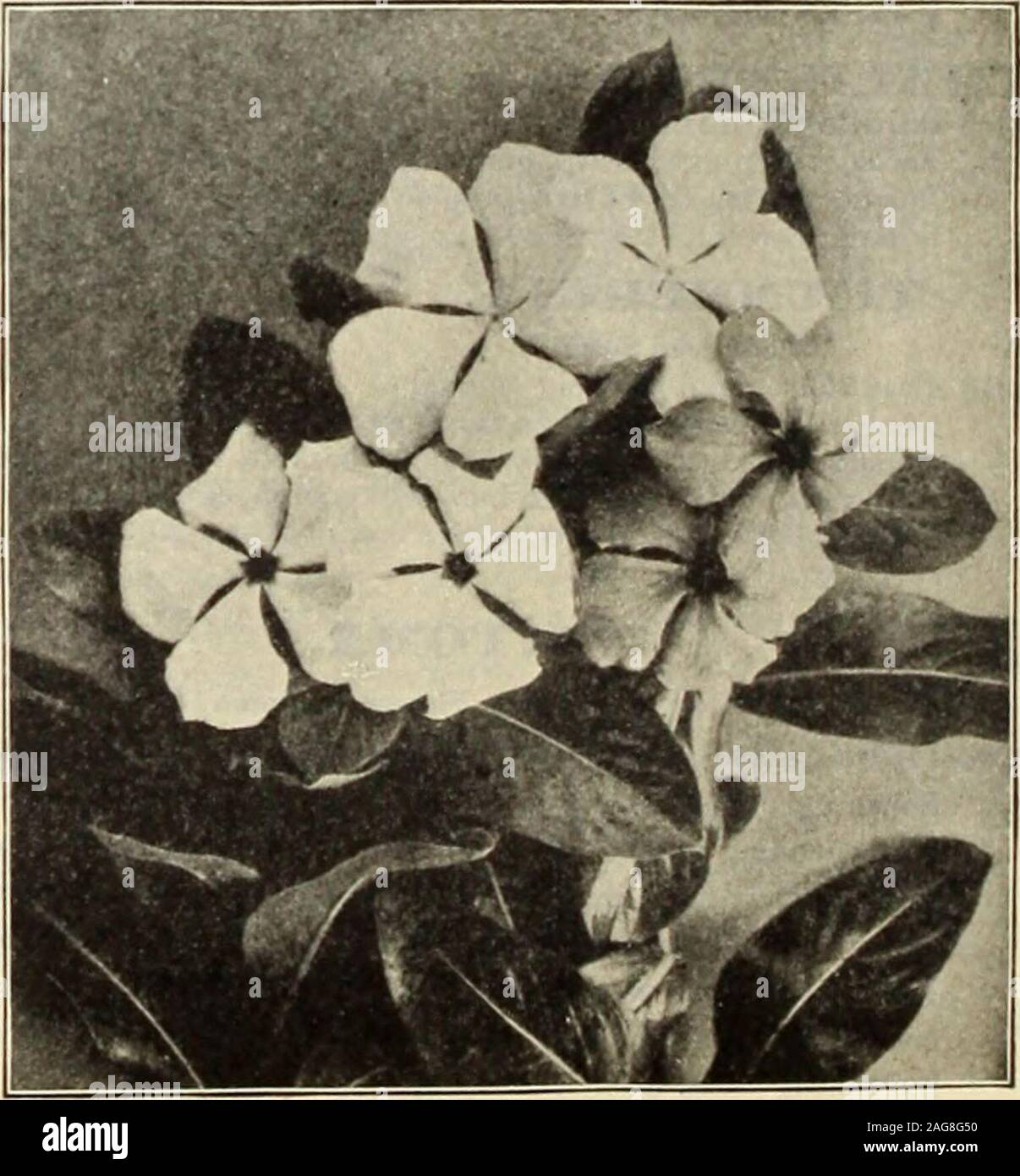 . Dreer's 1913 garden book. mon Verbena (Aloysia Citriodora). Everygarden should have a few plants of this fragrant favor-ite. Its pale green delightfully scented foliage goeswell with any flower 10 4365 Erlnoides (.Voss Verbena). This lovely varietyproduces amass of moss-like foliage, spreading overthe ground like a carpet, above which are borne headsof purplish-blue blossoms in lavish profusion; comesinto flower in June and continues until frost. For beds,baskets or rockeries it is highly desirable 10 4364 — Alba. The pure white form and a great favorite in many of the finest gardens 10 4367 Stock Photo