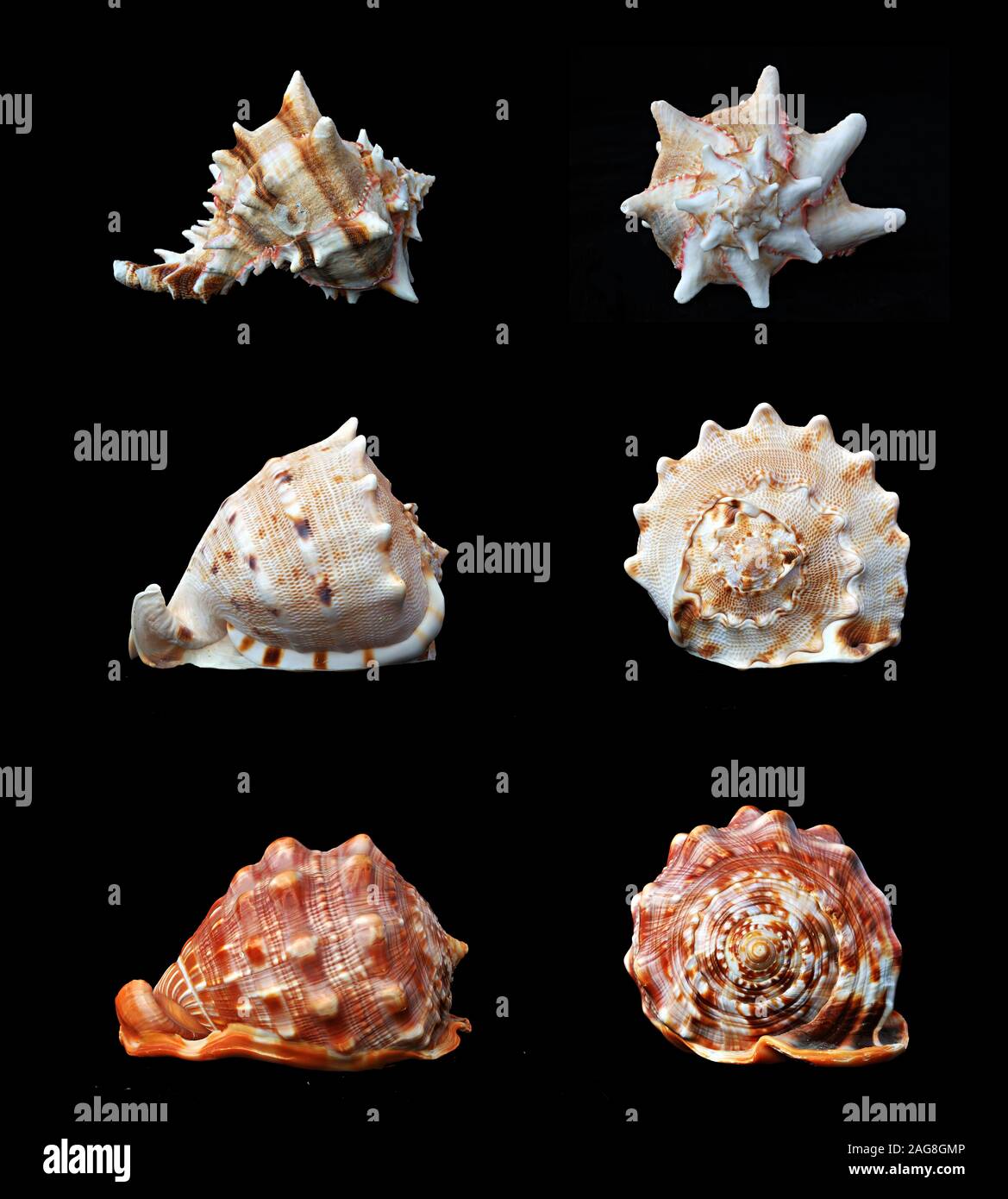 Three spiral seashells hi-res stock photography and images - Alamy