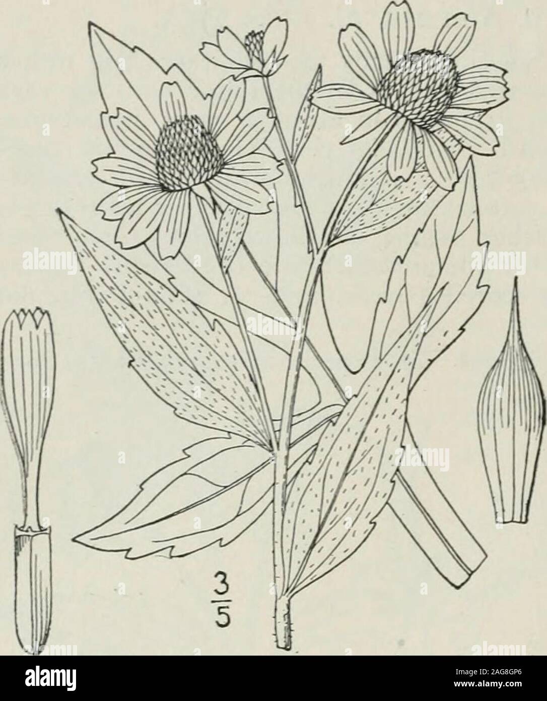 . An illustrated flora of the northern United States, Canada and the British possessions : from Newfoundland to the parallel of the southern boundary of Virginia and from the Atlantic Ocean westward to the 102nd meridian. lower leaves entire or lobed.Lower leaves deeply 3-lobed or 3-divided. Plant more or less hirsute ; leaves thin : chaff awned.Plant scabrous ; leaves thick ; chaff blunt, pubescent at apex.Leaves neither 3-lobcd nor 3-divided. Plants hispid ; style-branches subulate. Stem leaves lanceolate to oblong; involucre shorter than the rays. ^  . Stem leaves oval to obovate; involucra Stock Photo
