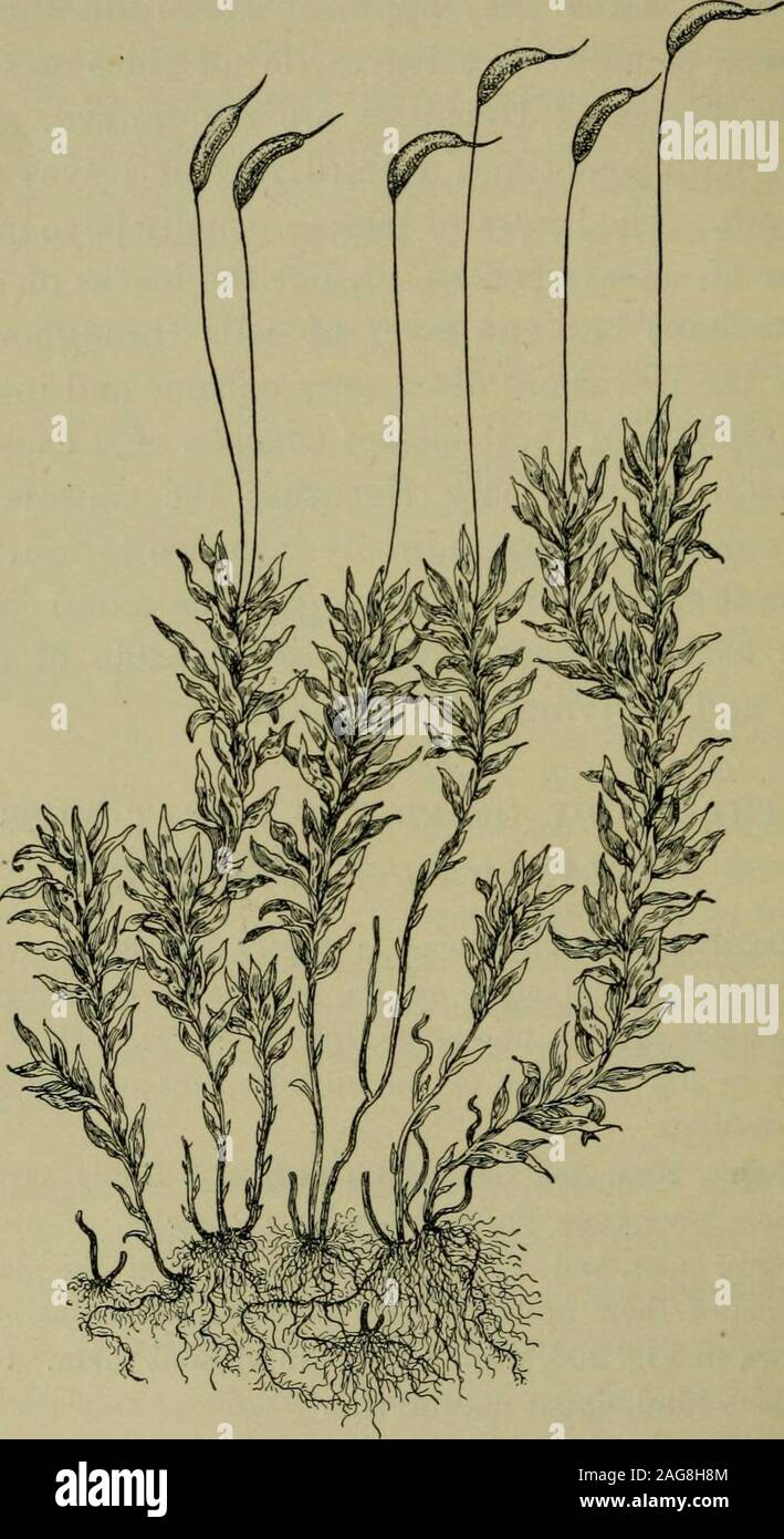 Pigeon wheat moss hi-res stock photography and images - Alamy