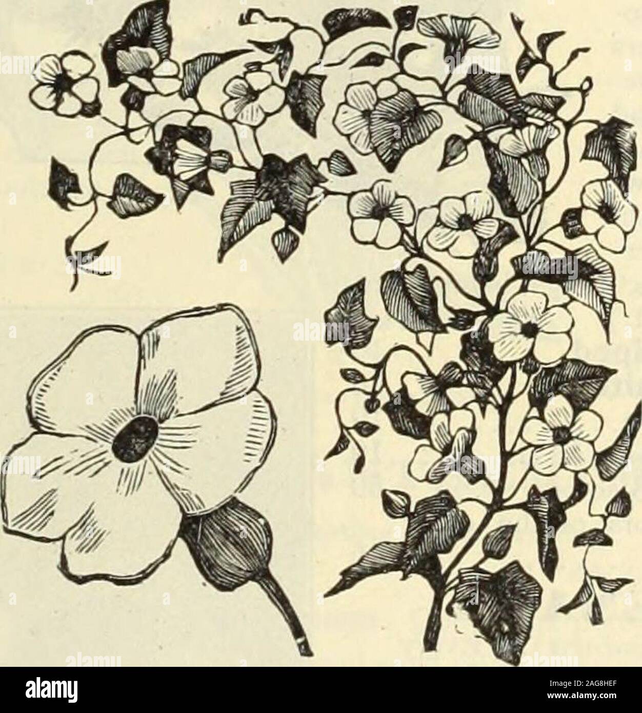 . Dreer's 1913 garden book. der plant. (See cut.)J oz., 25 cts 5 THAEICTRUM (Meadow Rue). 43u6 Aquilegifolium. Favoritehardy perennial, with gracefulfoliage and masses of rosy-purpleflowers; 3 feet 15 THUNBERGIA. (Black-eyed Susan.) 4310 Beautiful, rapid-growing annual climbers, preferring a warm,sunny Thunbergia.situation; used extensively in hanging-baskets, vases,low fences,etc.; very pretty flowers in buff, white, orange, etc., with darkeyes; mixed colors; 4 feet. (See cut.) J oz., 25 cts 5 TRITOMA. (Red-hot Poker, Flame Flower, or Torch Lily.)4330 Hybrida. The introduction of new, early a Stock Photo
