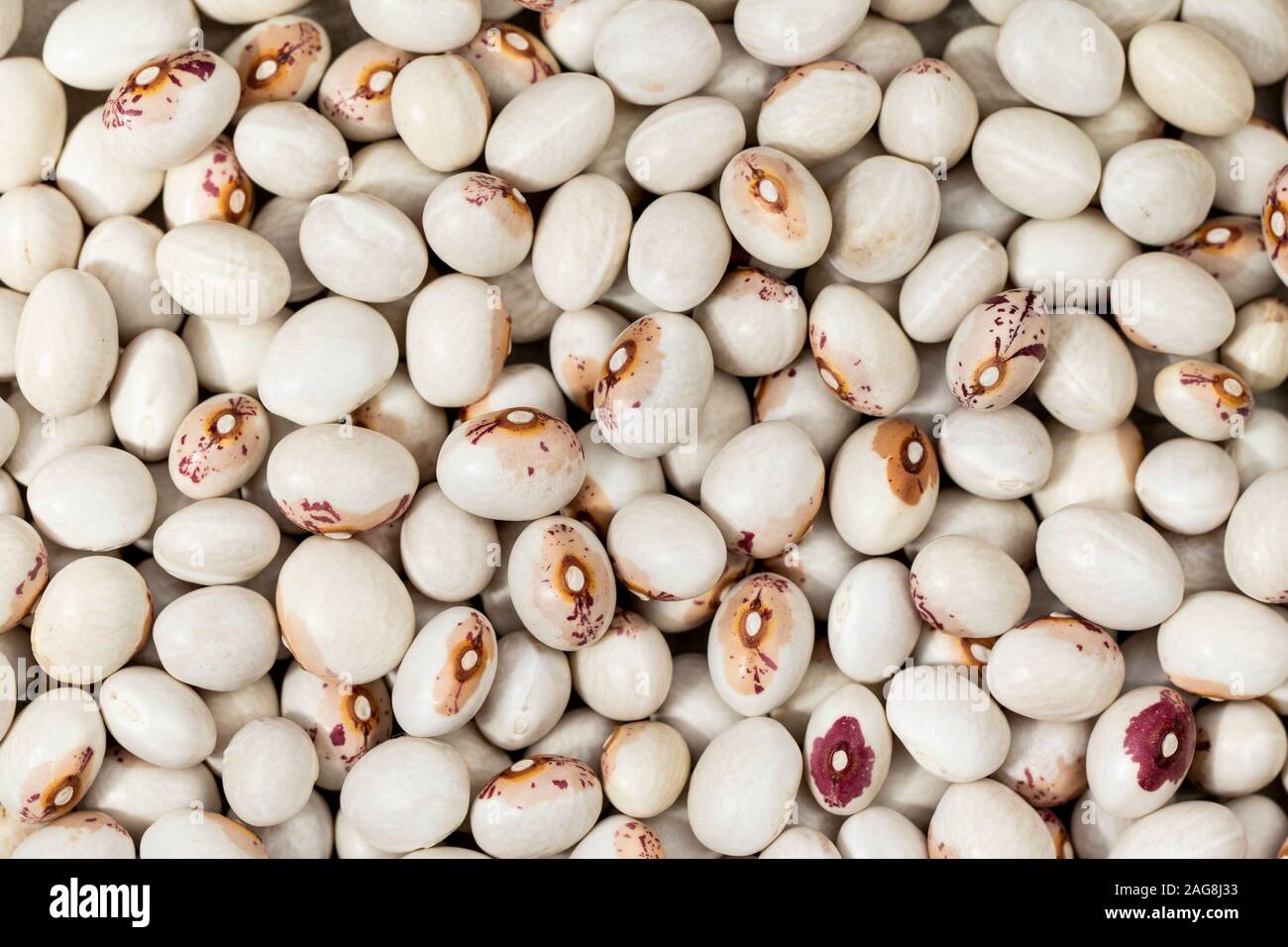 Close-up of bean of the Virgin. Spain Stock Photo