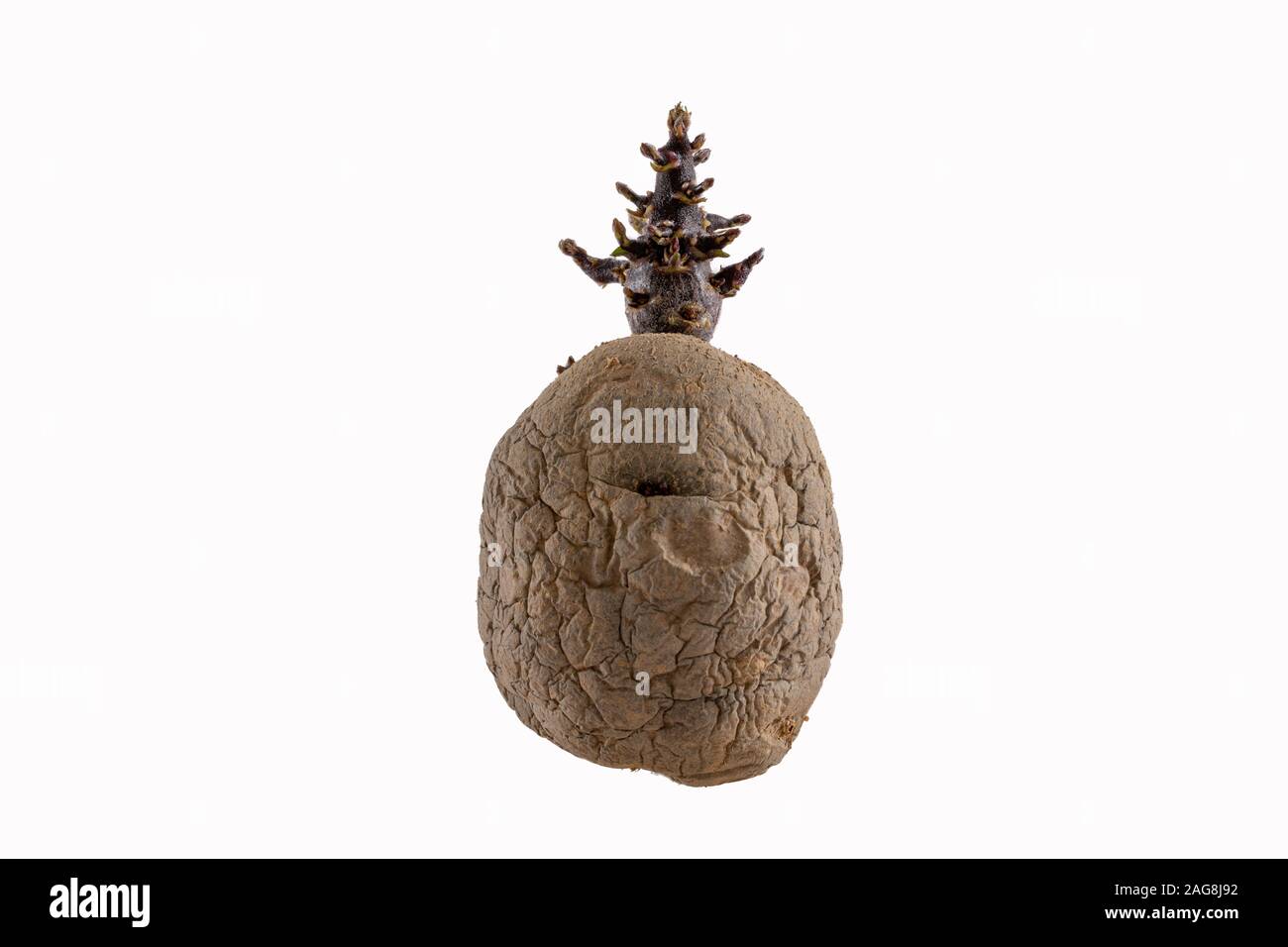 A rotten potato isolated on a white background - great for an article about agriculture Stock Photo