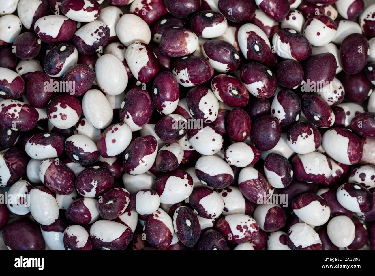 Bean pint close-up. Spain Stock Photo
