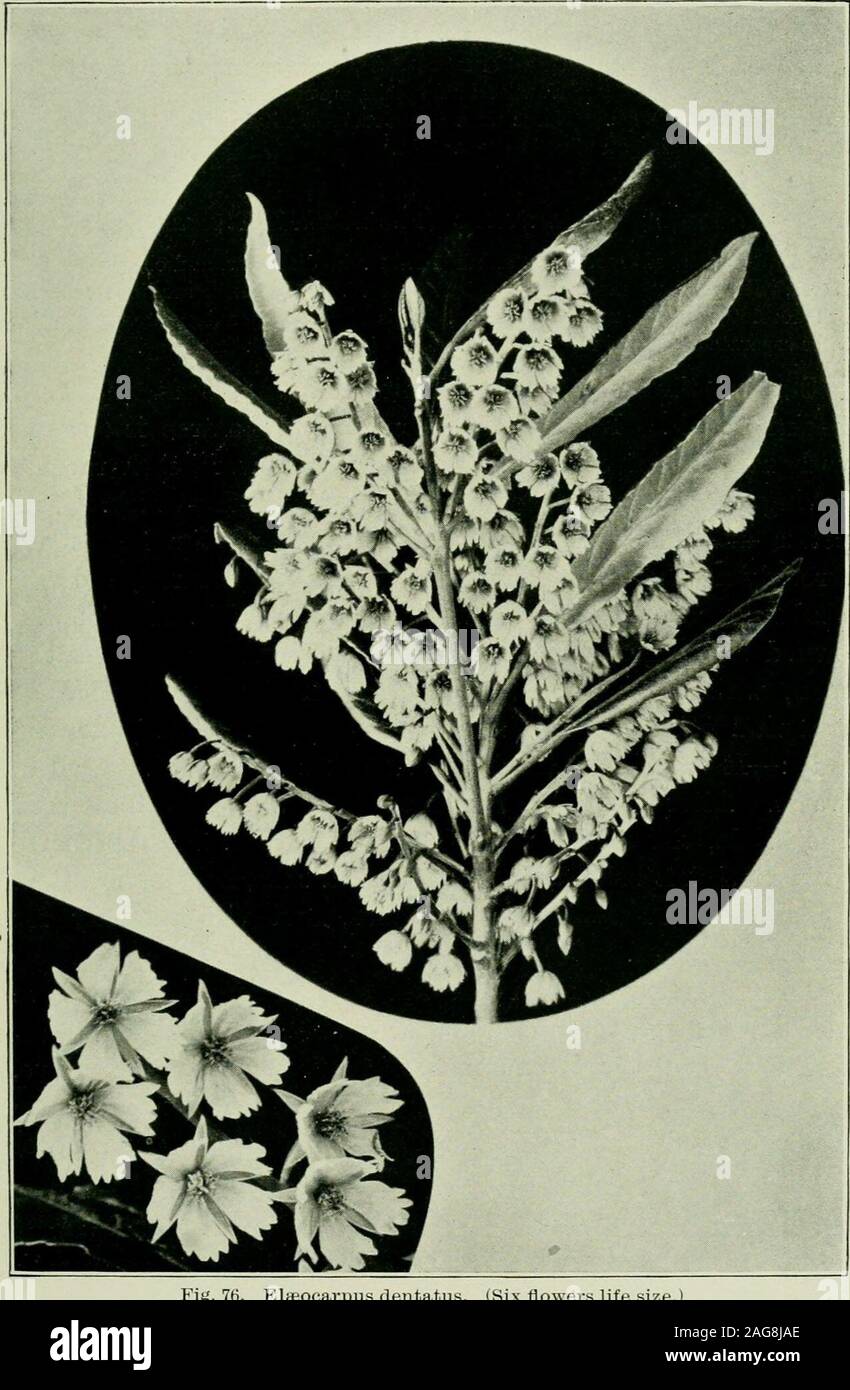 . Plants of New Zealand. nto charcoal for the manufacture of gunpowder. Aristotelia fputicosa (The Shrubby Aristotelia). A much-branched shrub, 3ft.-6ft. high. Flowers solitary, or in small cymesor racemes. Leaves linear, lanceolate to elliptic, oblong, entire, crenate orserrate. Fl. Oct.-Nov. A sub-alpine plant of the most variable habit, and extrememutability of leaf form. These changes of form may be due tothe extreme sensitiveness of the plant to alteration of environ-ment, or it may possibly be due to the fact that the plantis undergoing mutation (v. Veronica). At any rate, few ofour vari Stock Photo